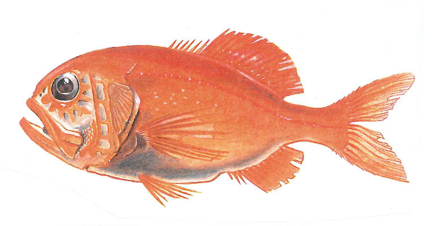 Orange roughy. Image: supplied
