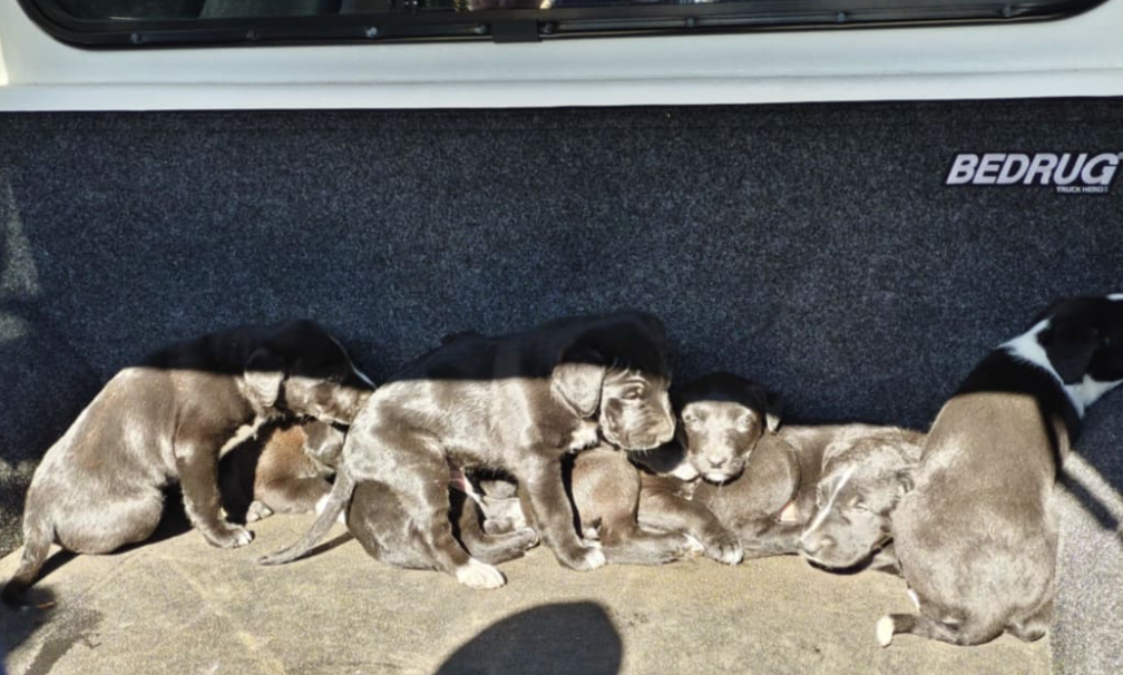 The seven puppies were found by a member of the public in roadside vegetation. Photo: Doc/ supplied