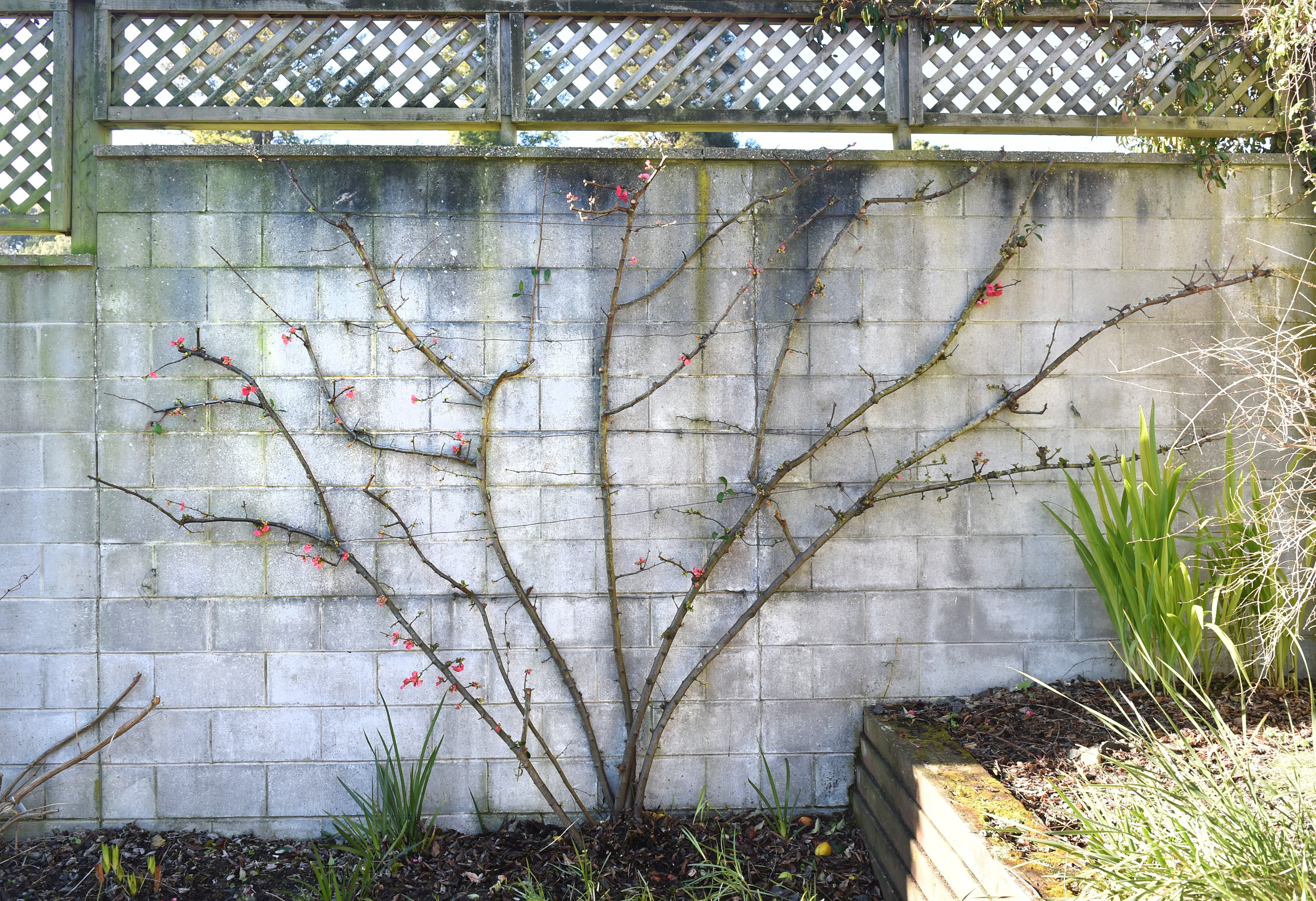An espaliered flowering quince, Chaenomeles cathayensis, in the pergola garden. PHOTO: GREGOR...
