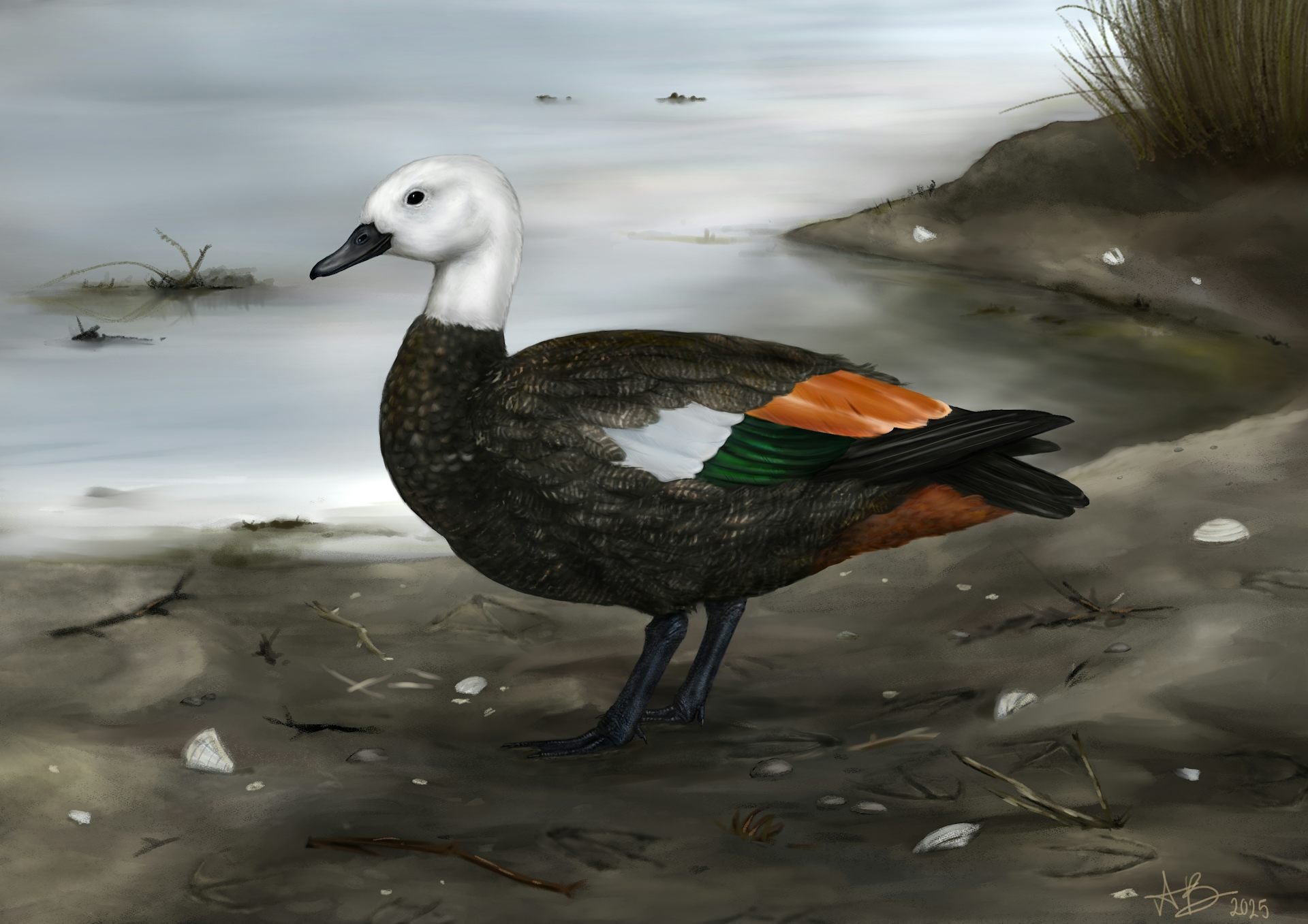 An artist’s impression of an extinct female Rēkohu shelduck (Tadorna rekohu) from the Chatham...