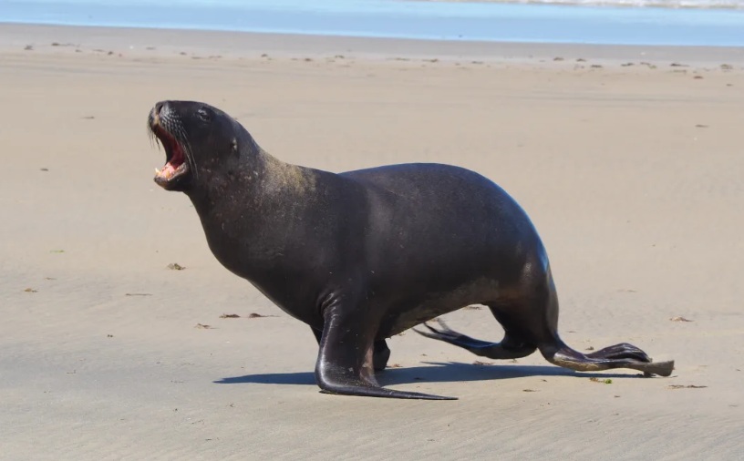A sea lion on the beach at Surat Bay in the Catlins. Photo: RNZ