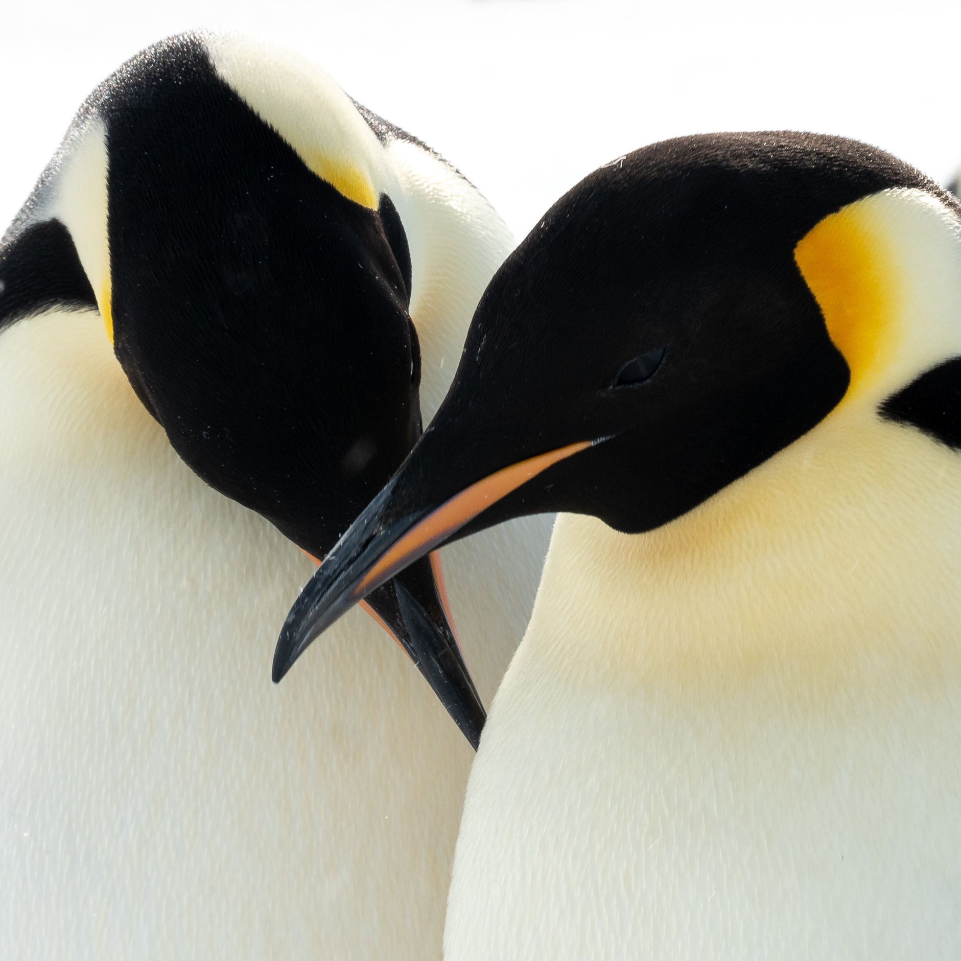A pair of Emperor penguins in Antarctica. Photo: Anthony Powell/Antzworks