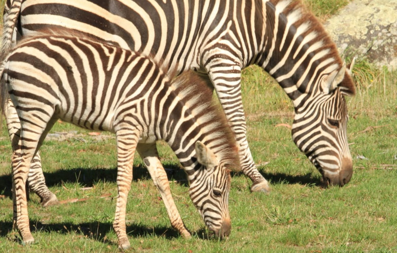 A zebra foal with its mum at Orana Wildlife Park. (File photo) Photo: Supplied / Orana Wildlife...