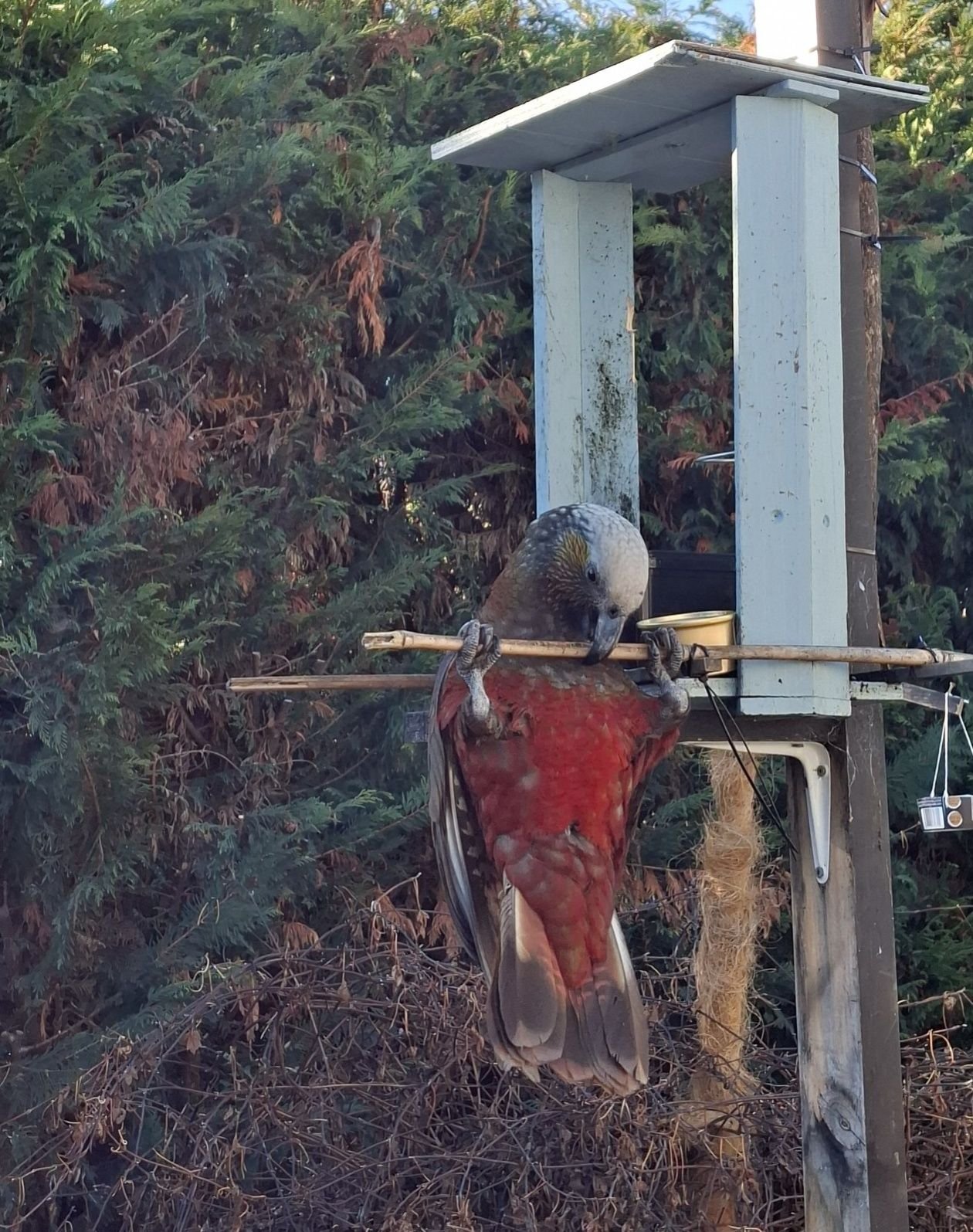 This kākā has been spotted all over Queenstown, including in this backyard. Photo: Facebook/Humie...