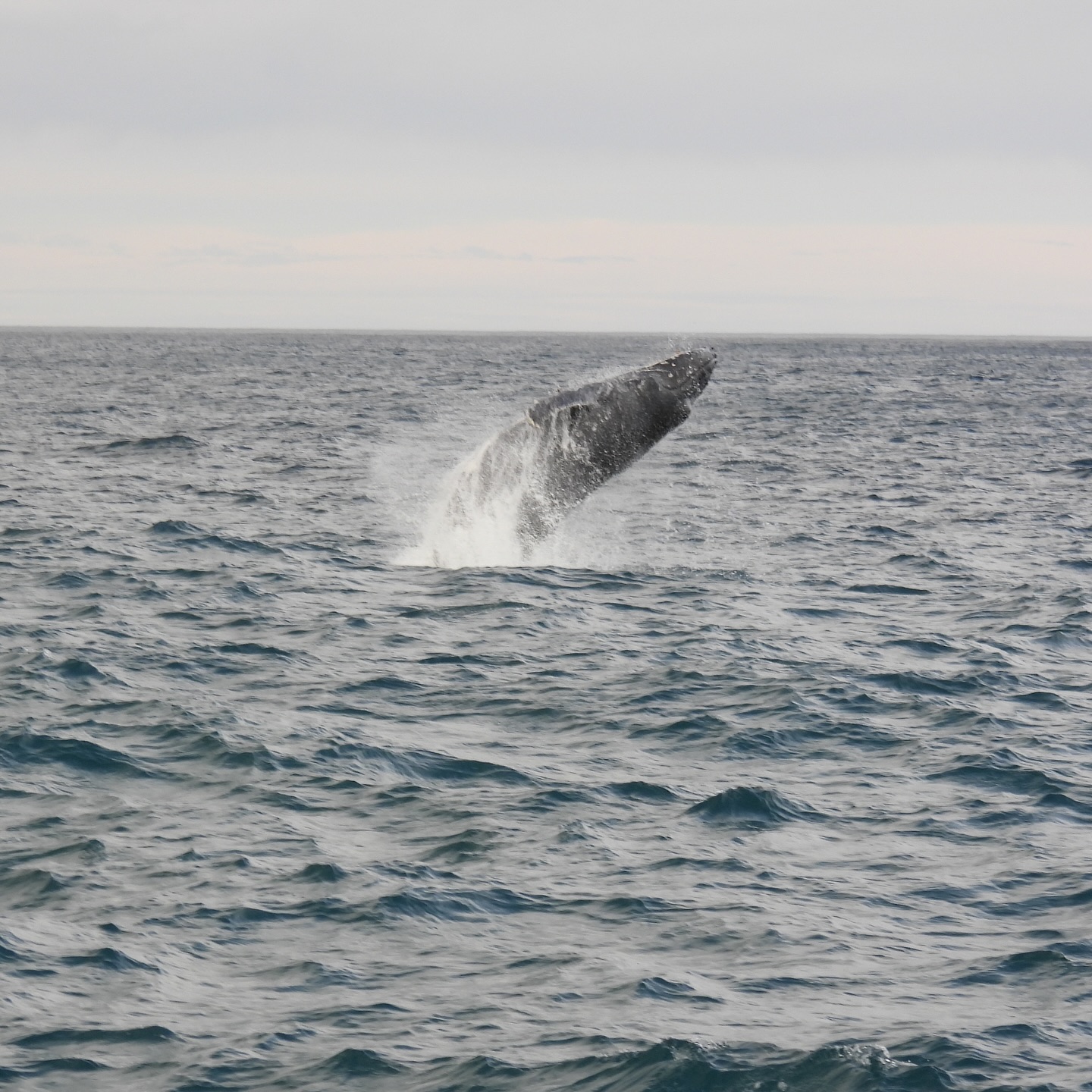 Photo: Akaroa Nature Cruise crew member @char_.w / Facebook