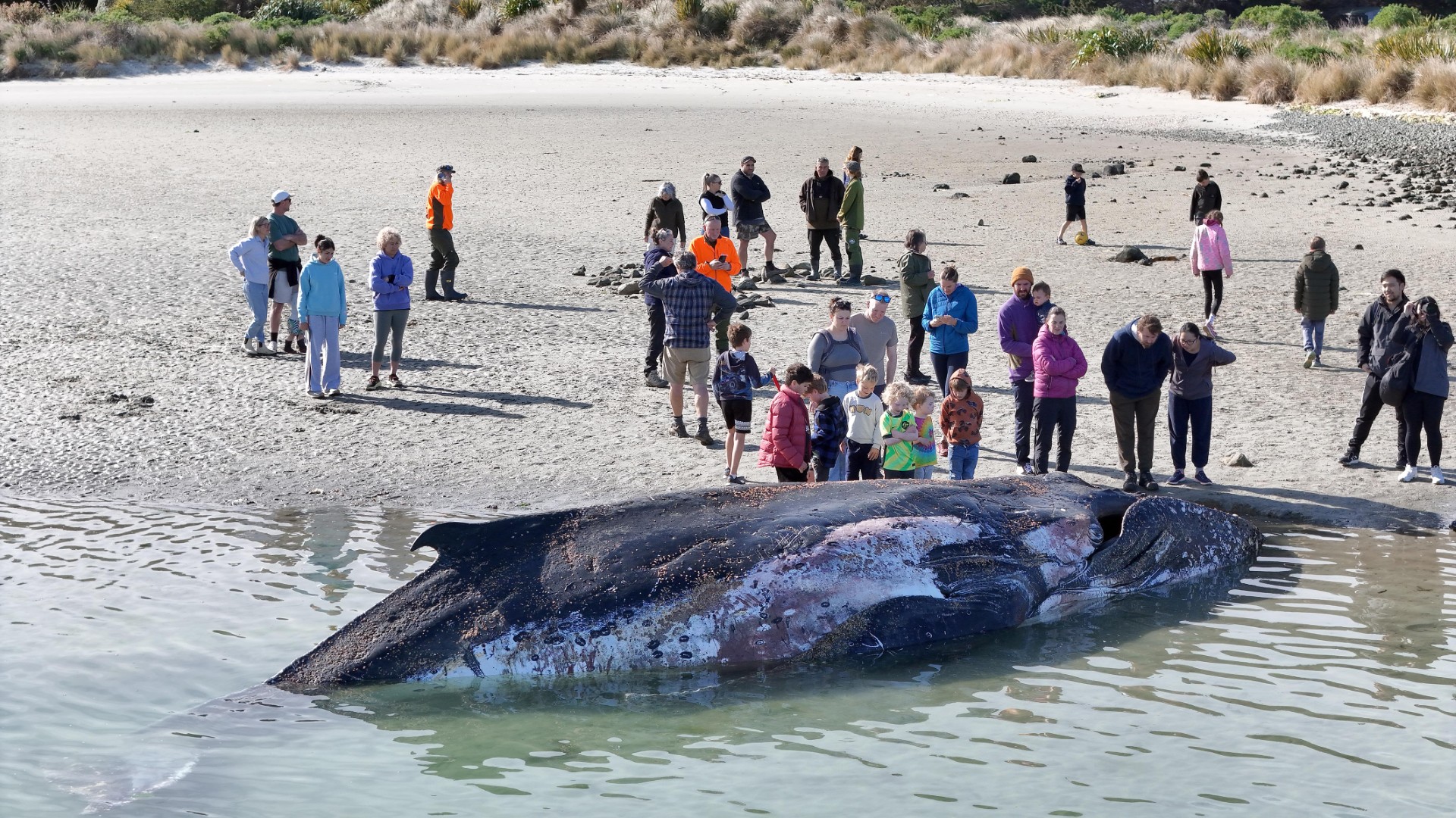 People gather to look at the dead humpback whale washed ashore at Doctors Pt on this morning...