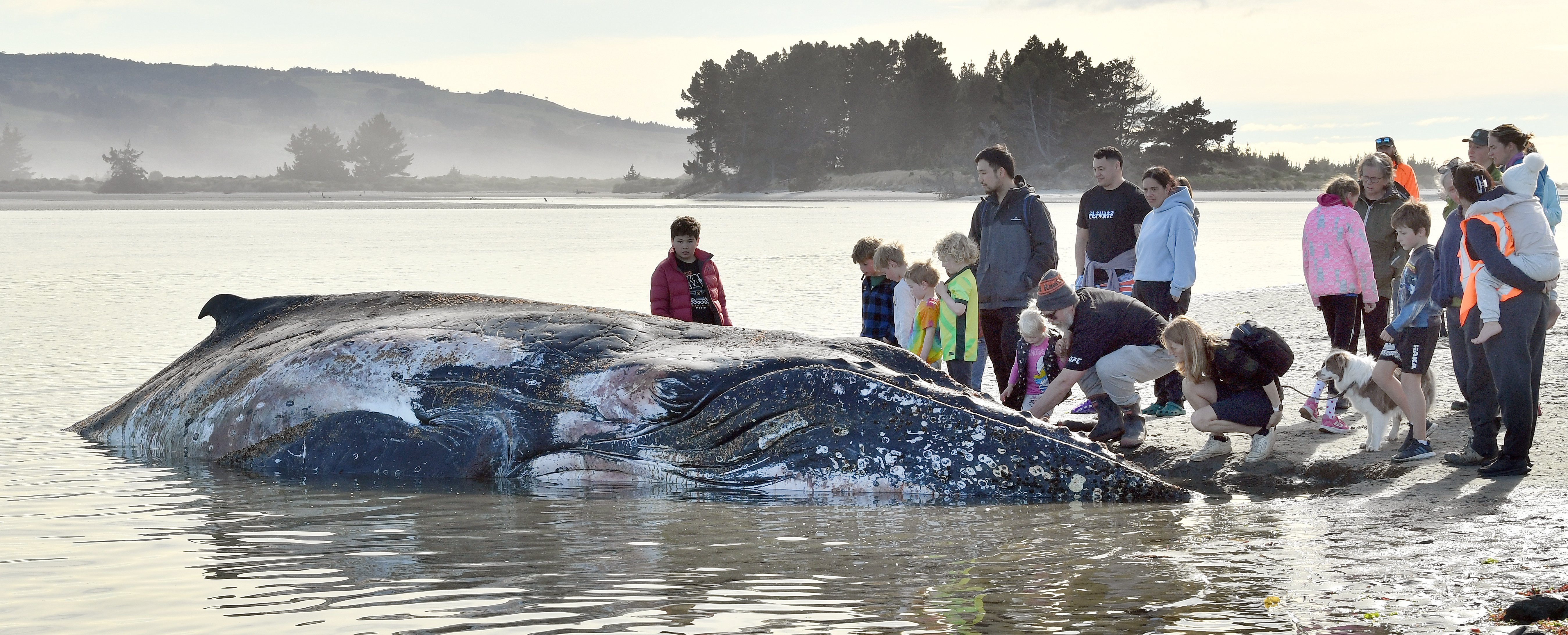 People gather to look at a dead humpback whale which stranded near Doctors Point at the weekend.