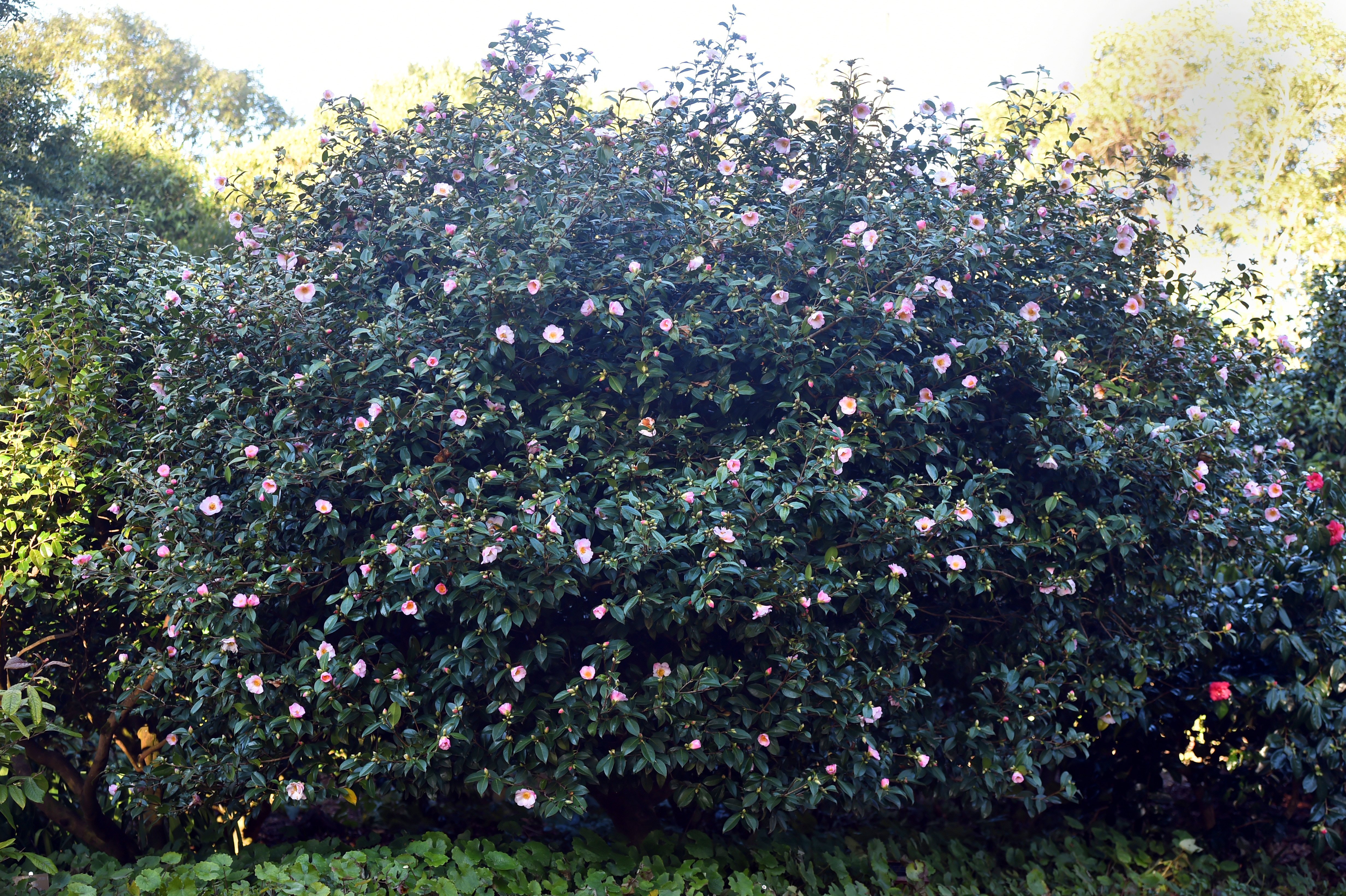 Camellia 'Elizabeth de Rothschild' in flower at the Dunedin Botanic Garden. PHOTO: GREGOR RICHARDSON