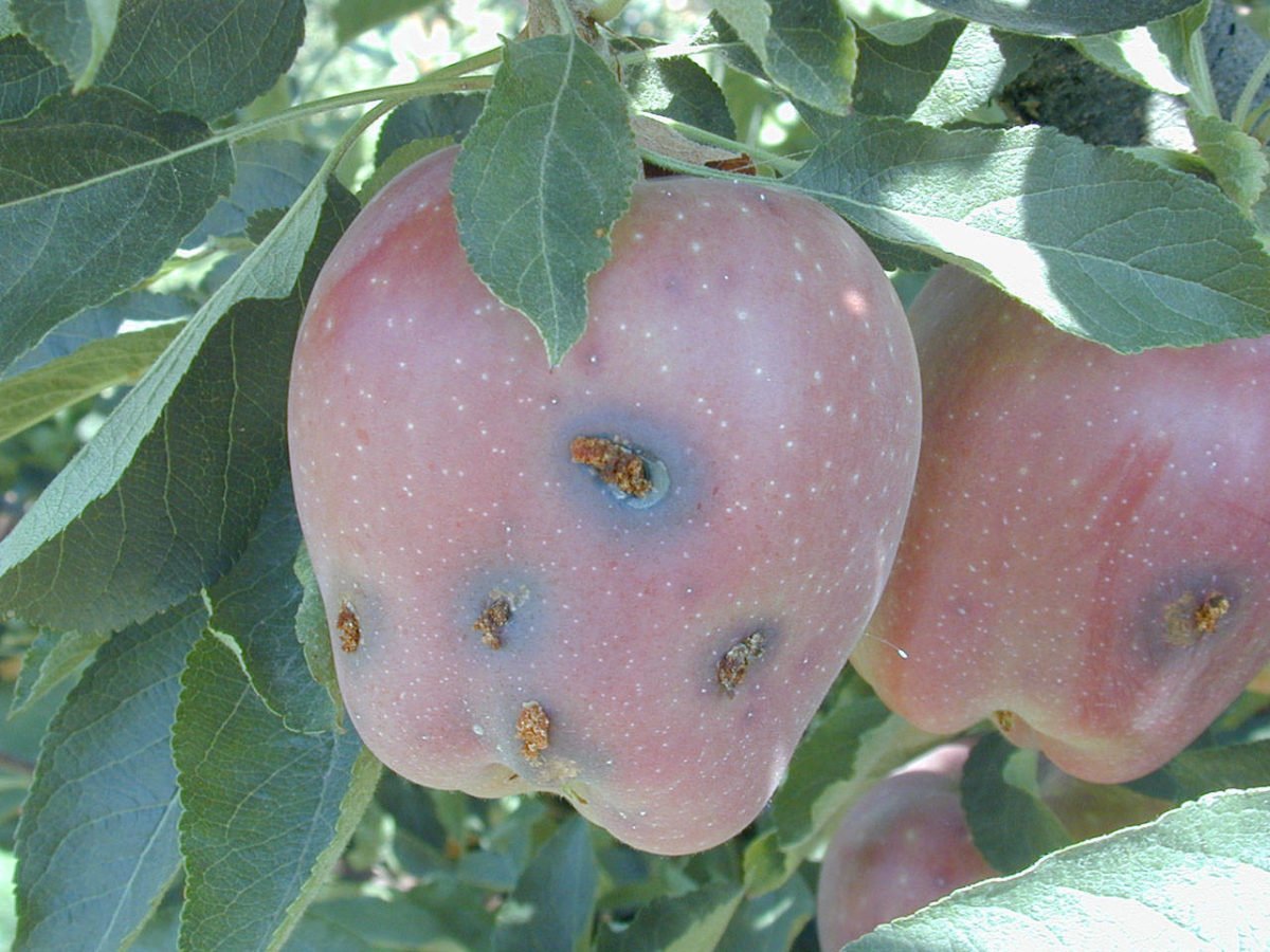 Codling moth damage.


