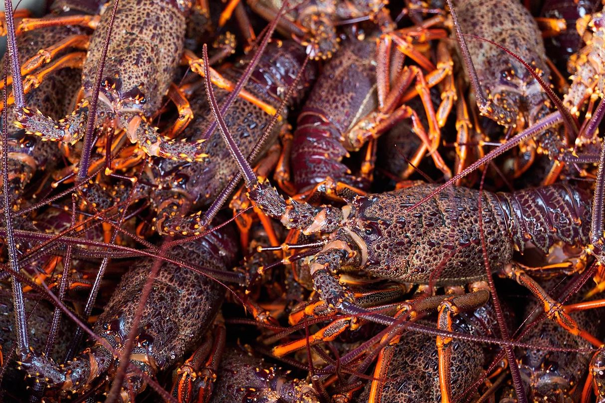 Guests paid from $4650 to $7750 to watch a driver catch crayfish and then another $100 each for a...