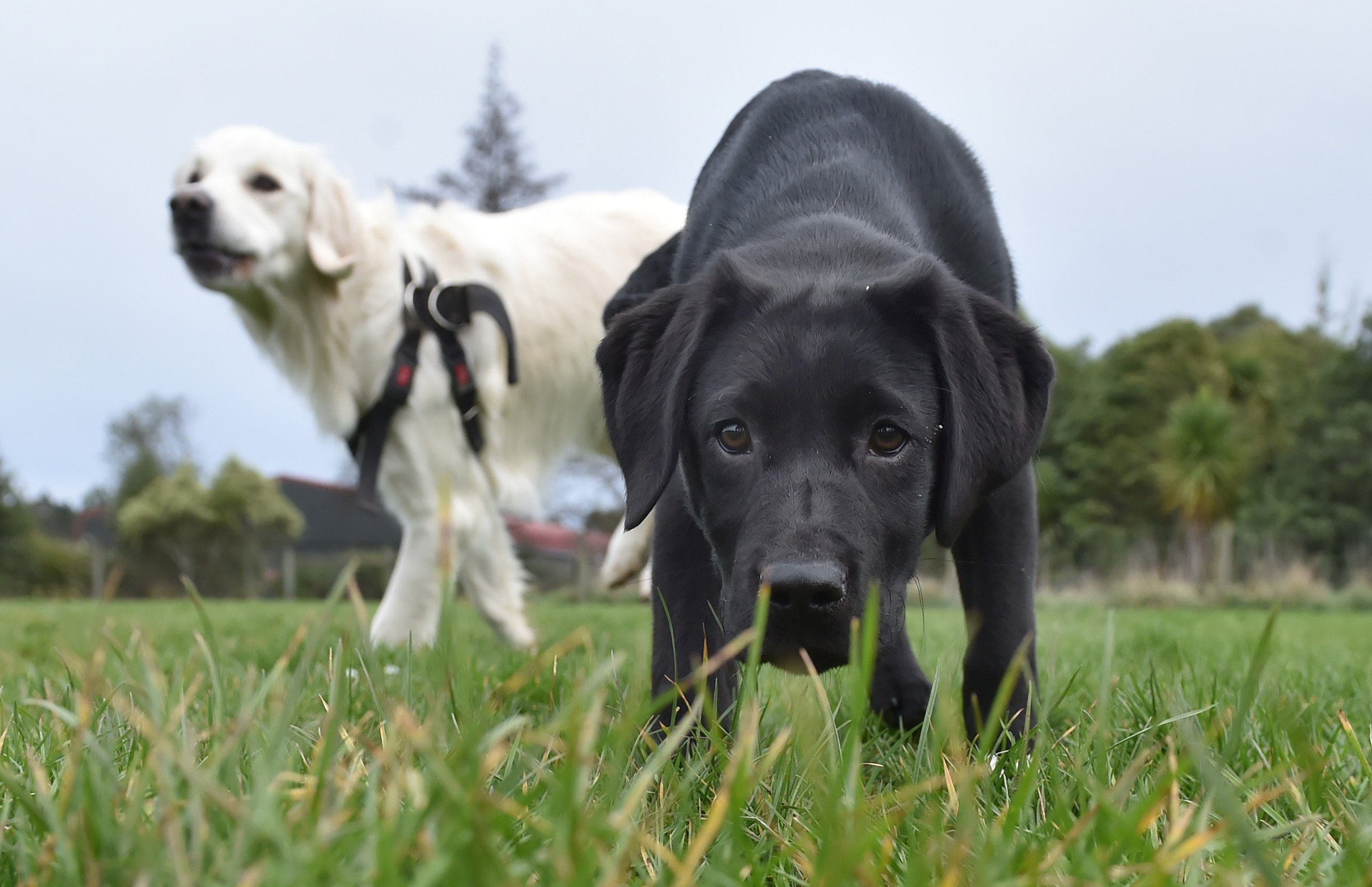 A black dog, not coming when called, yesterday. File photo: Gregor Richardson

