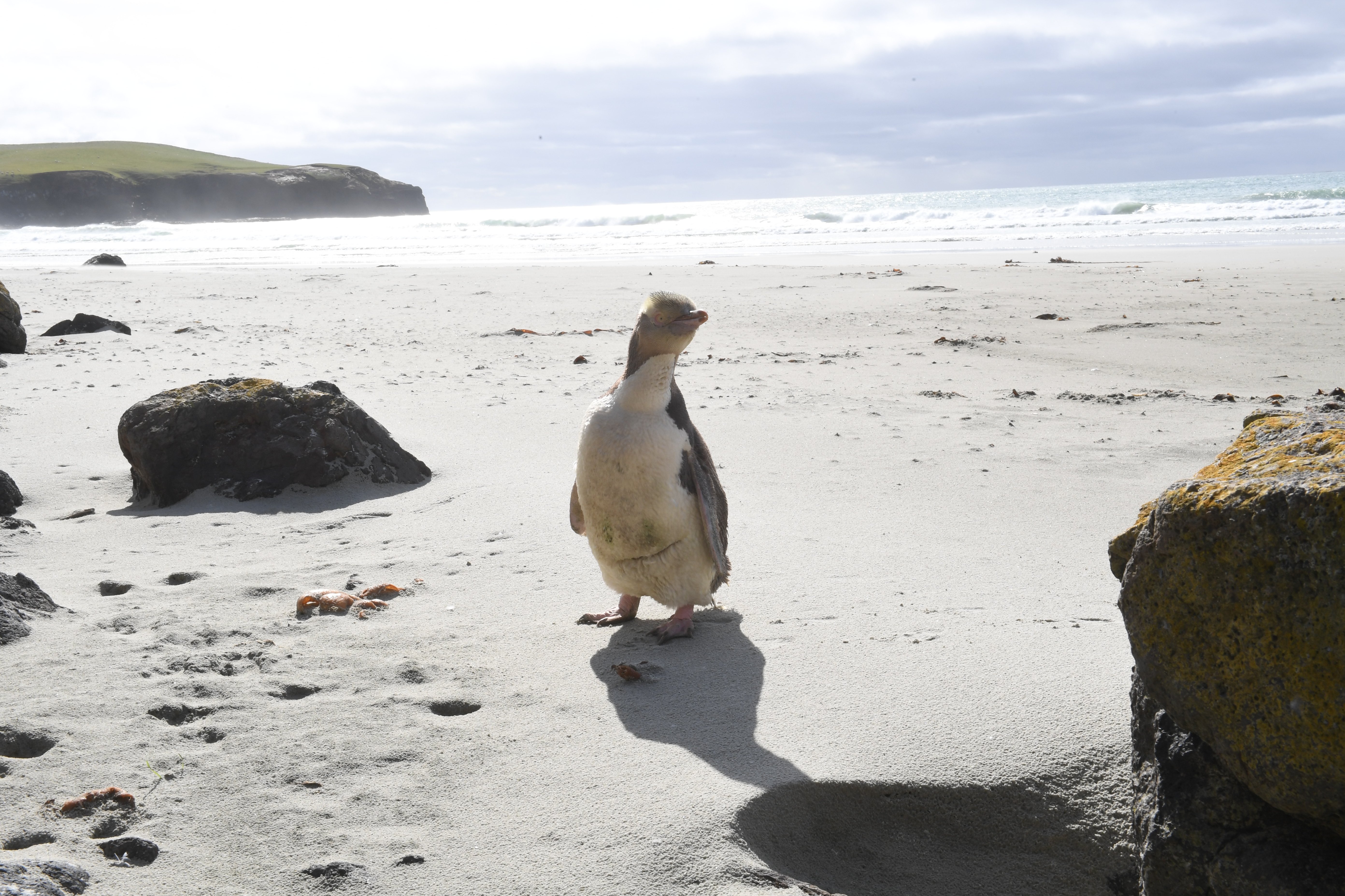Yellow-eyed penguin on the Otago Peninsula. PHOTO: ODT FILES