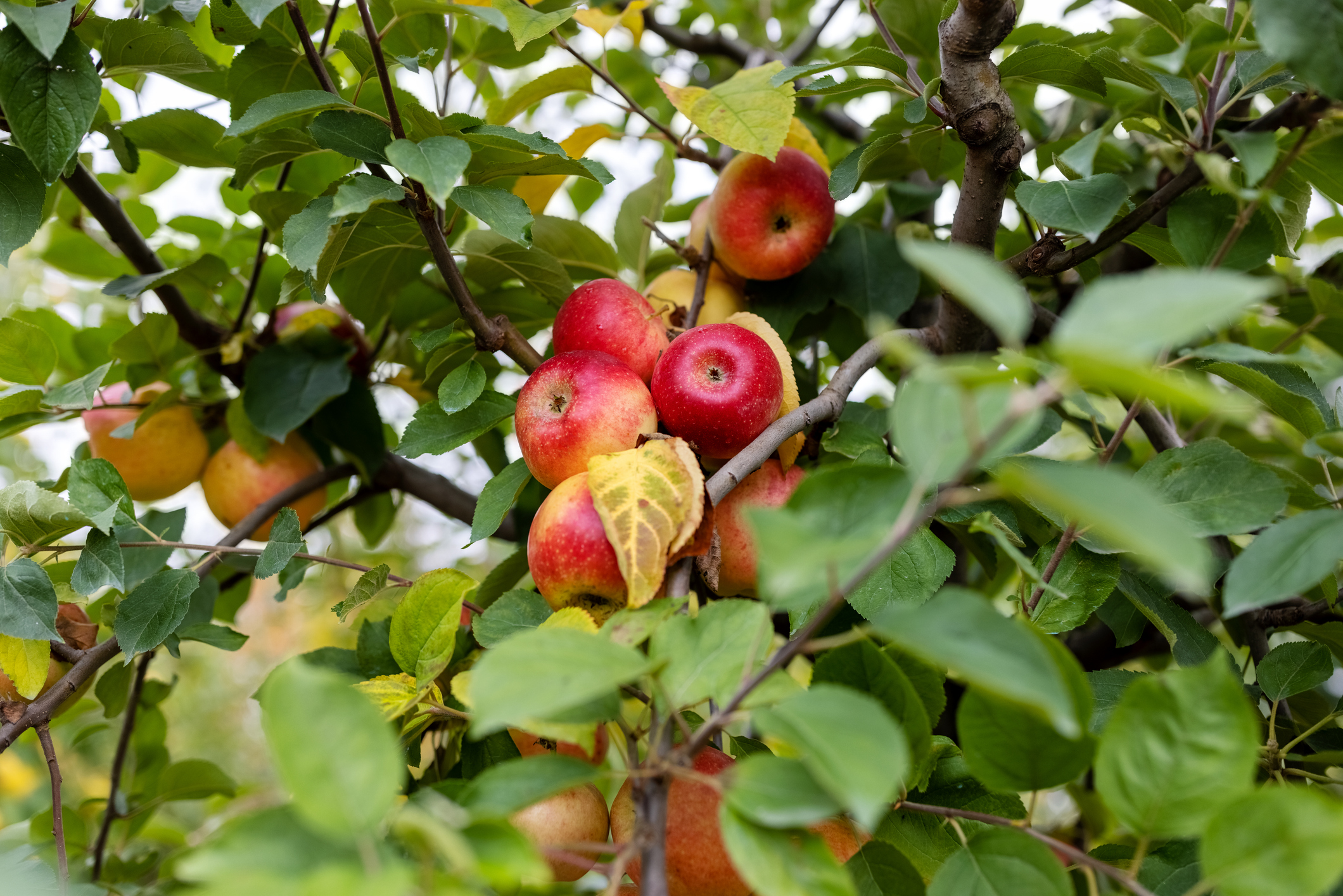 Apples hanging on a tree. PHOTO: GETTY IMAGES