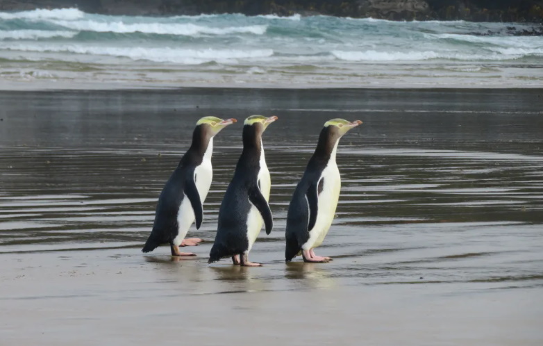 The hoiho yellow-eyed penguin. Photo: Yellow-eyed Penguin Trust