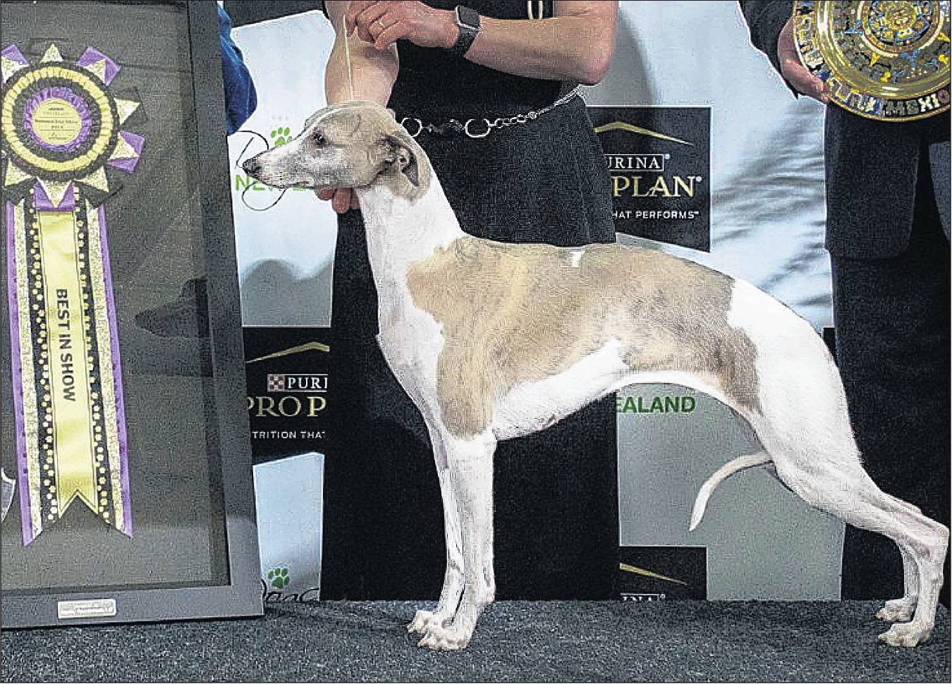 Benbridge Beauty and Madness at Arcon, a Whippet, was named Best in Show in 2024 at Fielding. The...