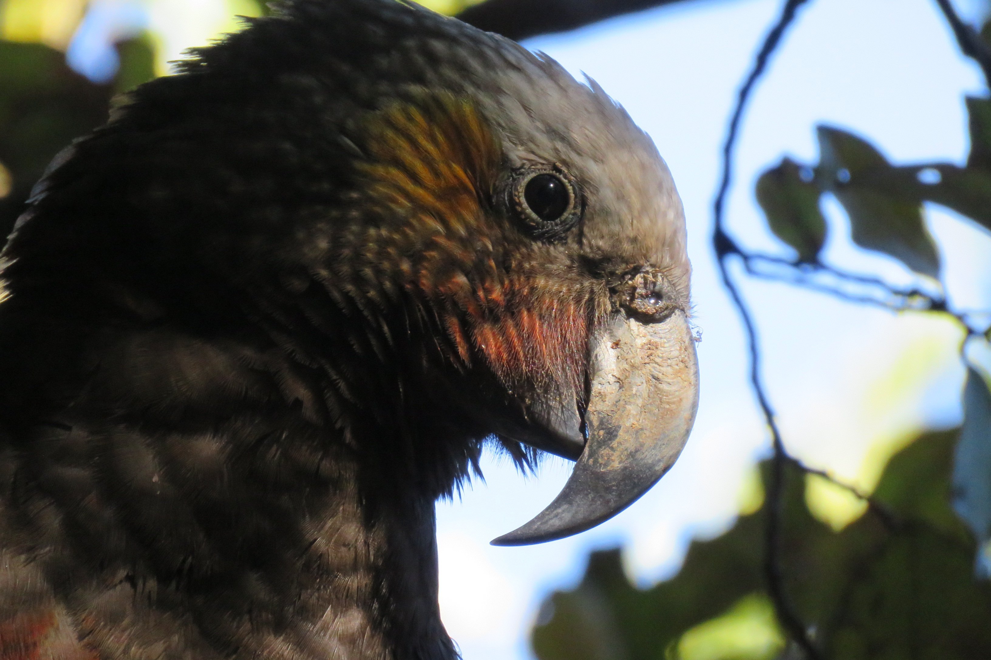 Kākā close up at Orokonui Ecosanctuary. PHOTOS: MAUREEN HOWARD