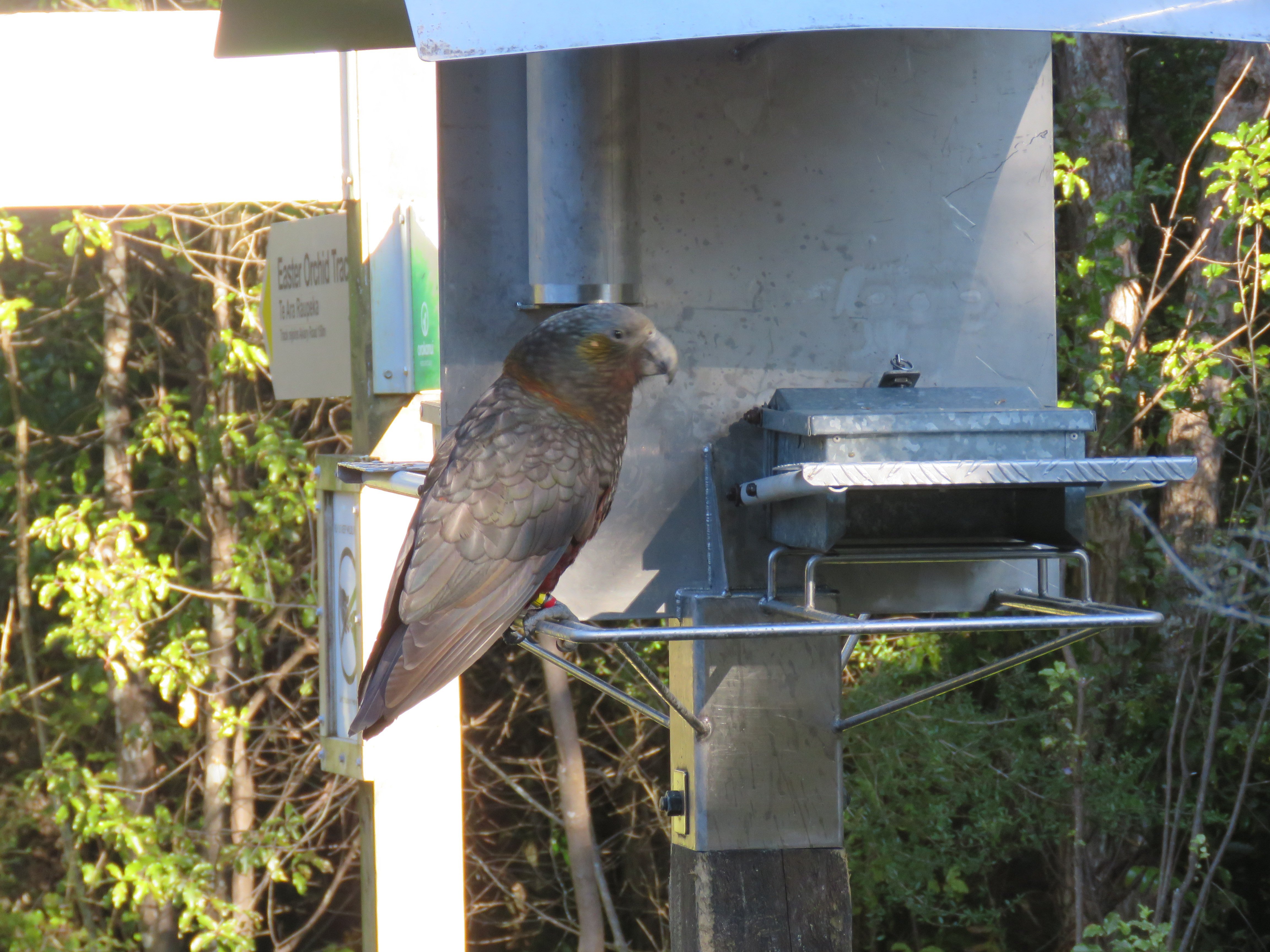 Supplementary sugar-water provided at feeding stations at Orokonui Ecosanctuary encourages birds...