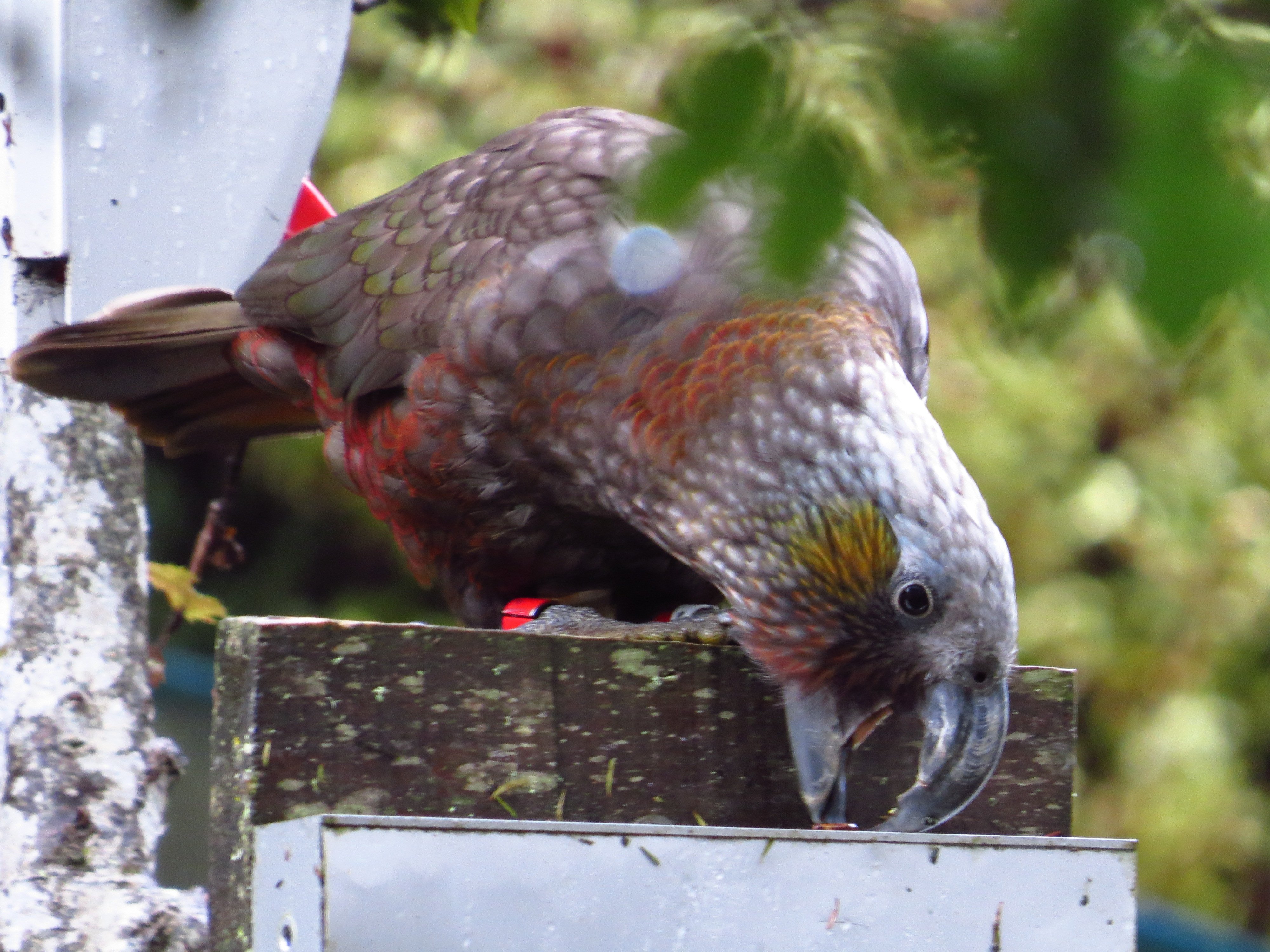 Kākā have evolved to use their beaks to prise open sources of food.