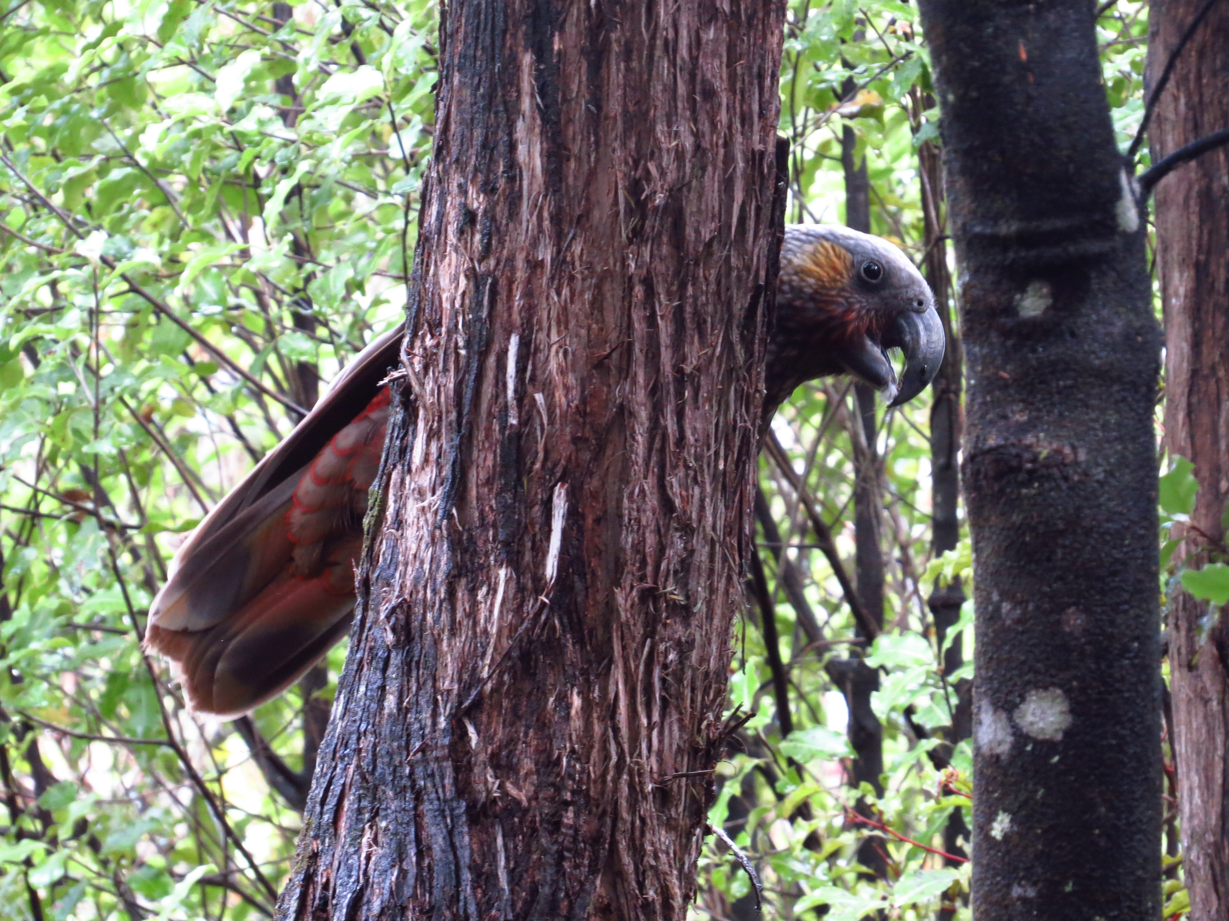 A cheeky ‘‘kia ora’’ from the bush..