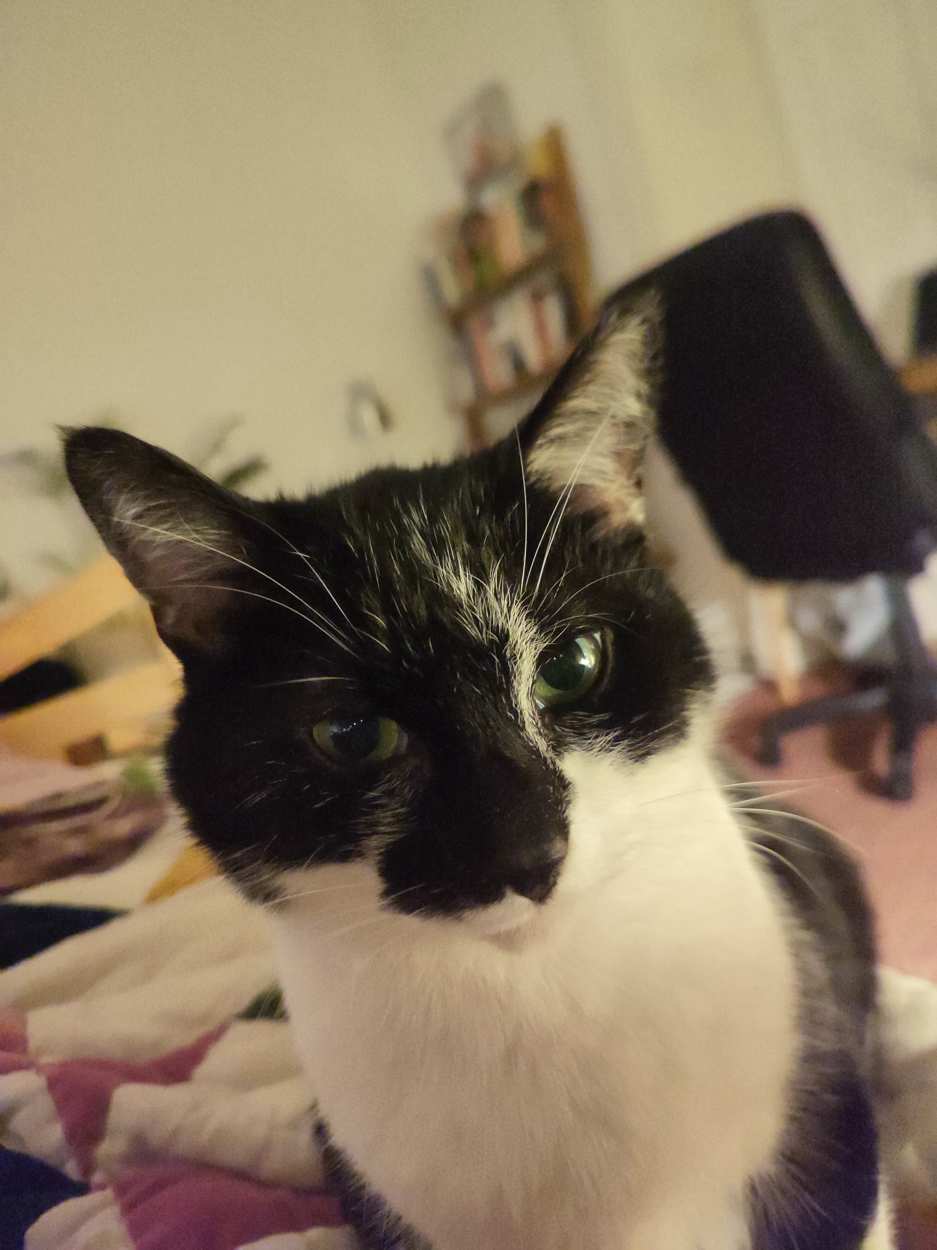 Jack, starting intently and making a point. PHOTO: SUPPLIED