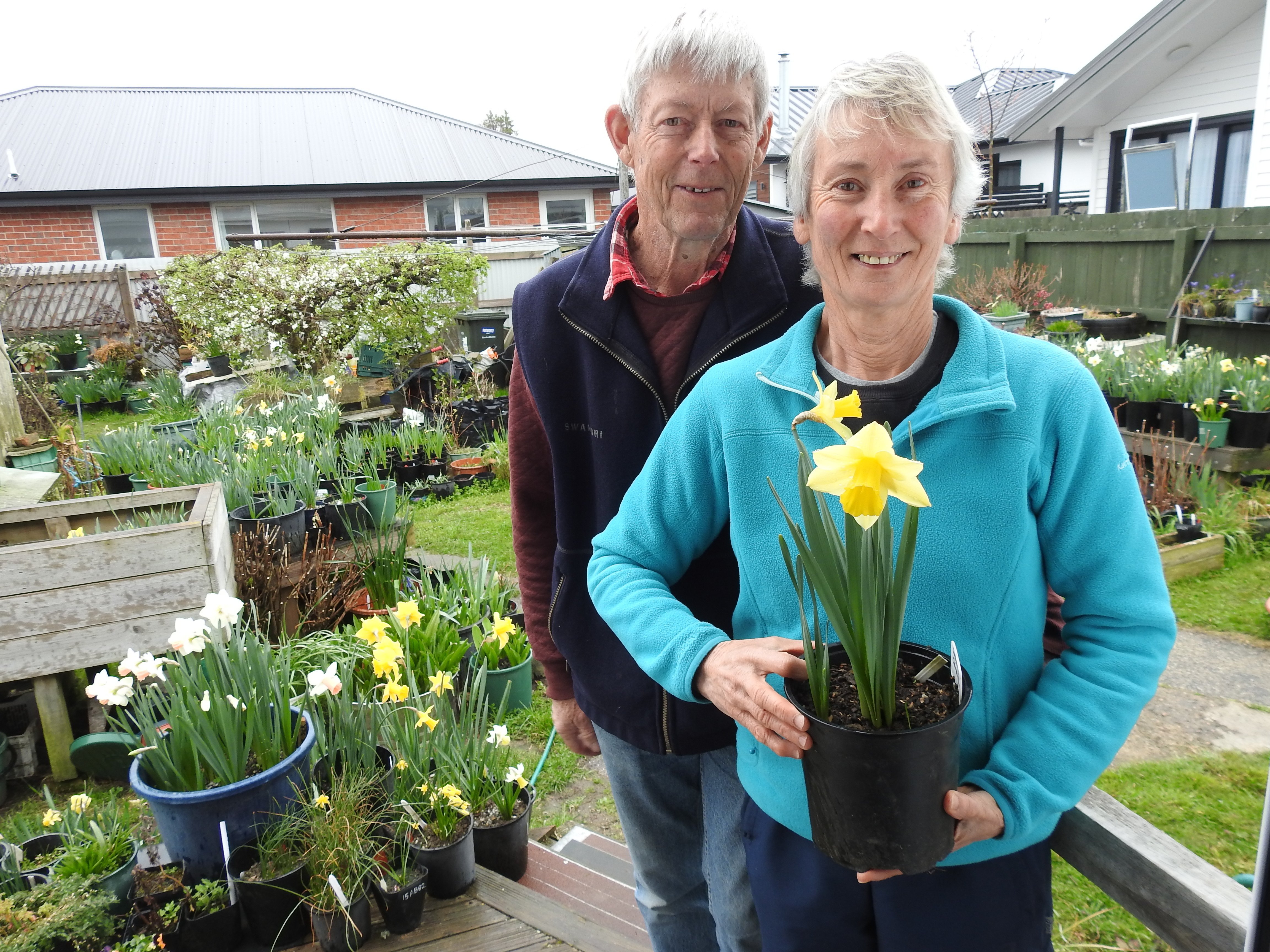Neil and Julie Judd stand in front of the collection of daffodils in their Mosgiel garden. Mrs...