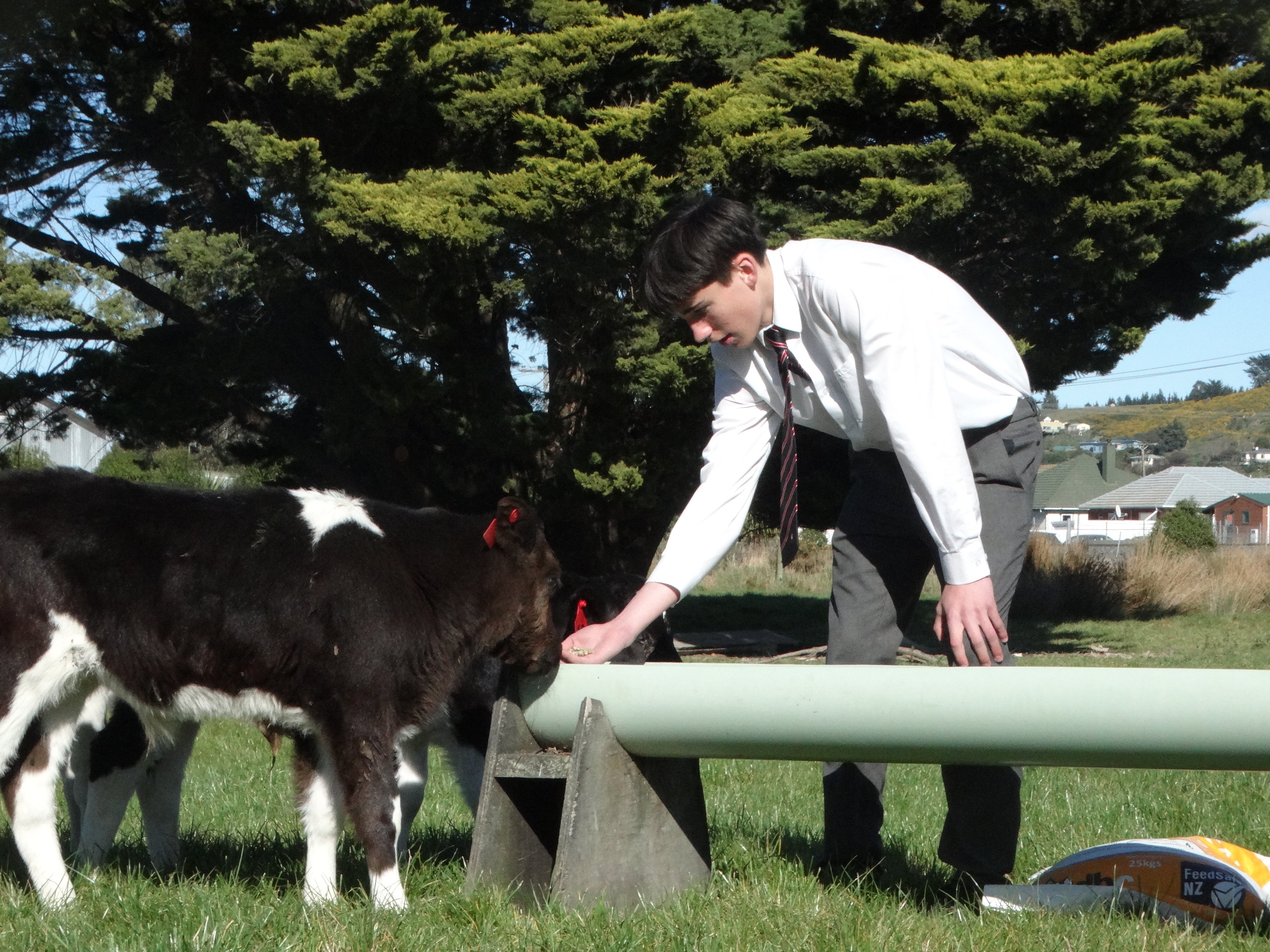 Archie Haywood feeds a calf.