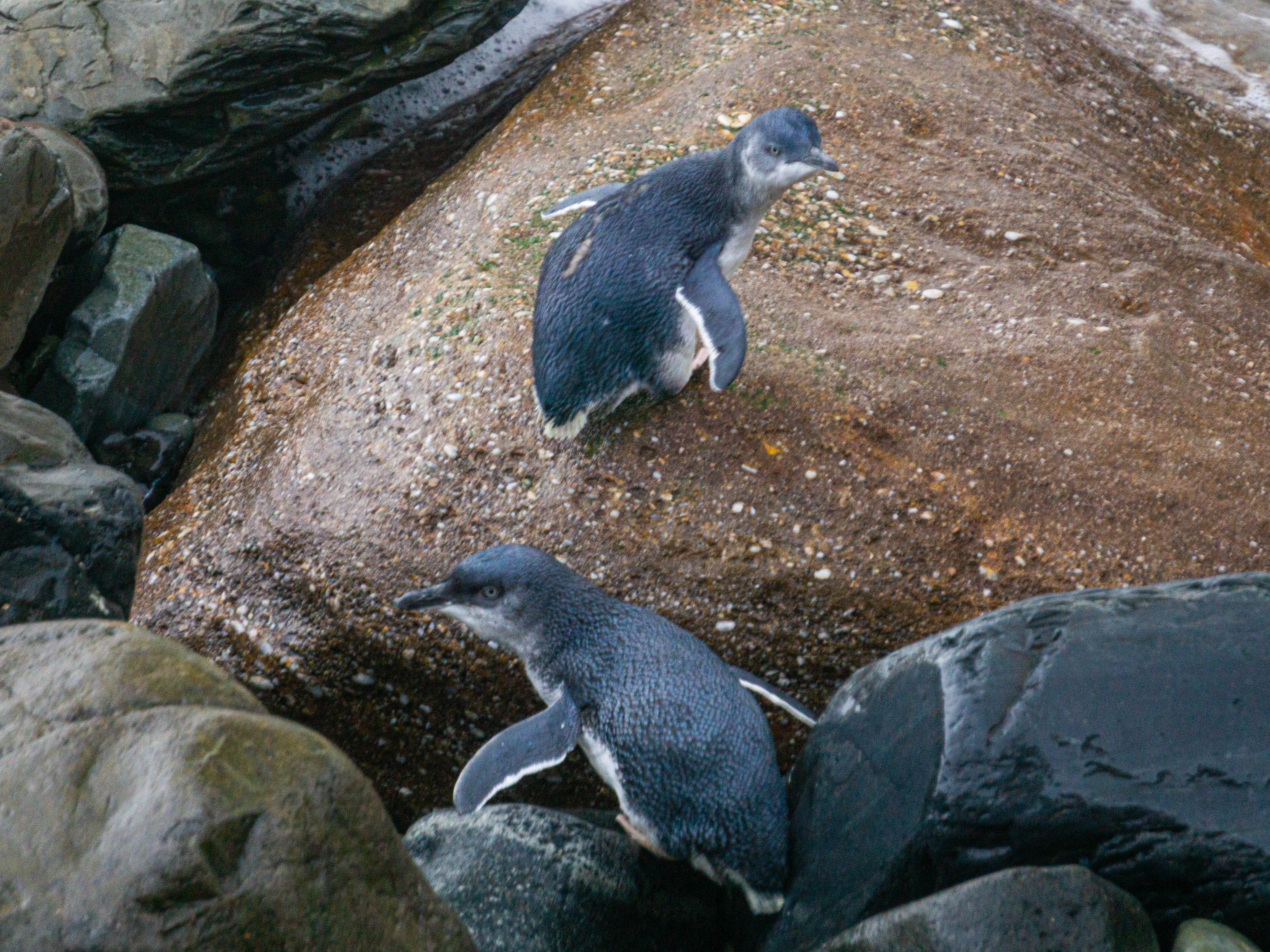 The Waitaki District Council is supporting the blue penguin/korora in the Bird of the Year...