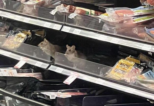 A rat was photographed in the supermarket's deli section.