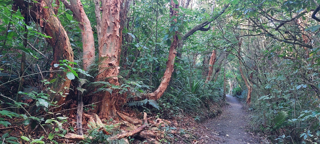The bush track.
