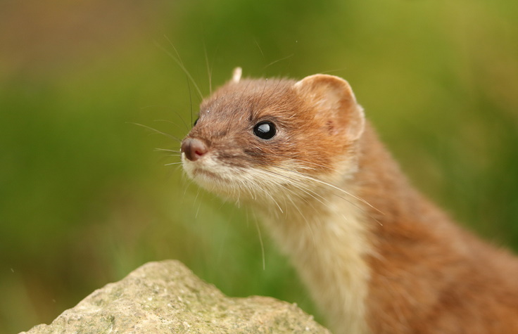 The stoat was believed to have swum into the predator-free sanctuary. Photo: Getty Images