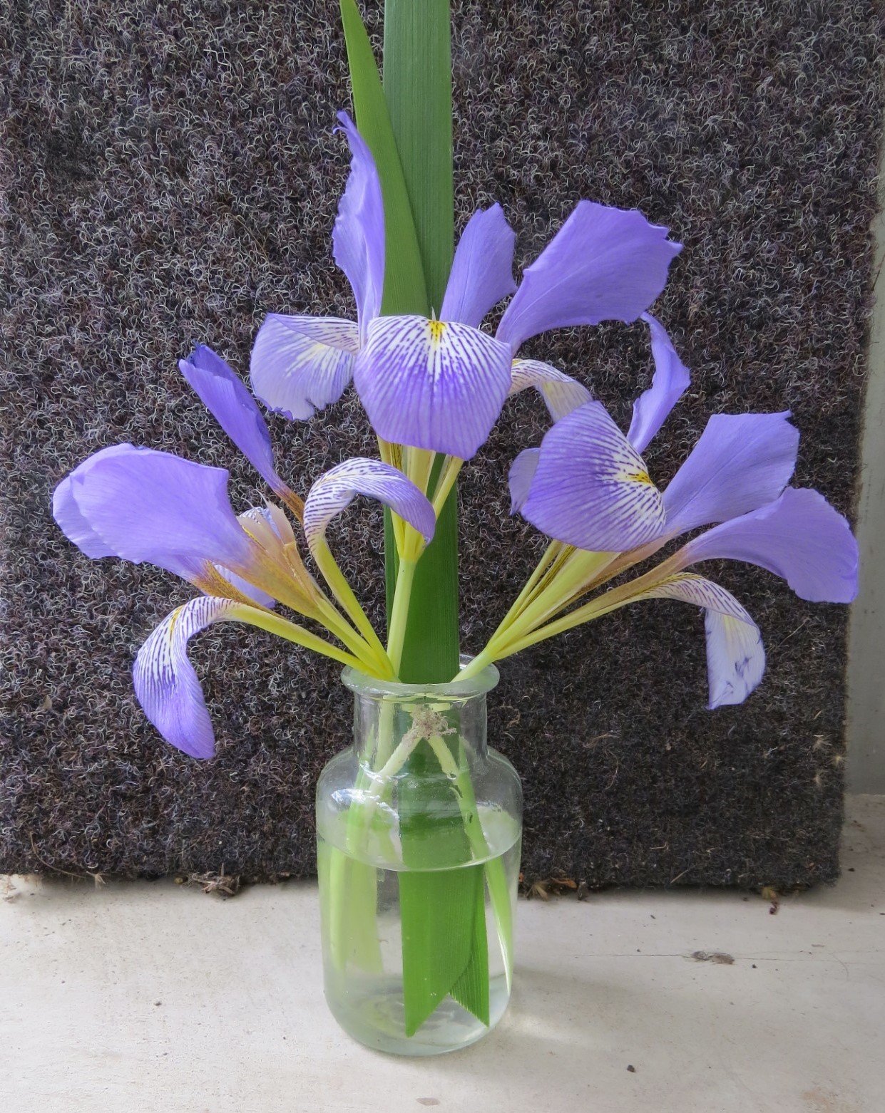 An Iris lazica was also on display. PHOTO: SUPPLIED
