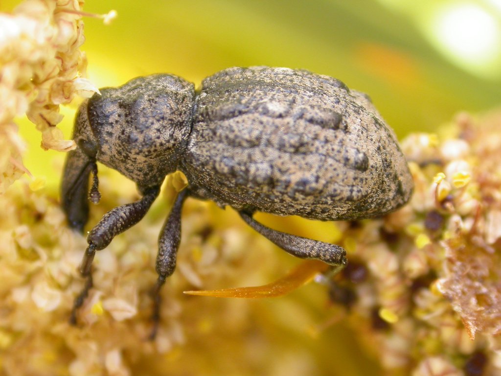 Once thought extinct, two populations of the Canterbury knobbled weevil have been discovered in...