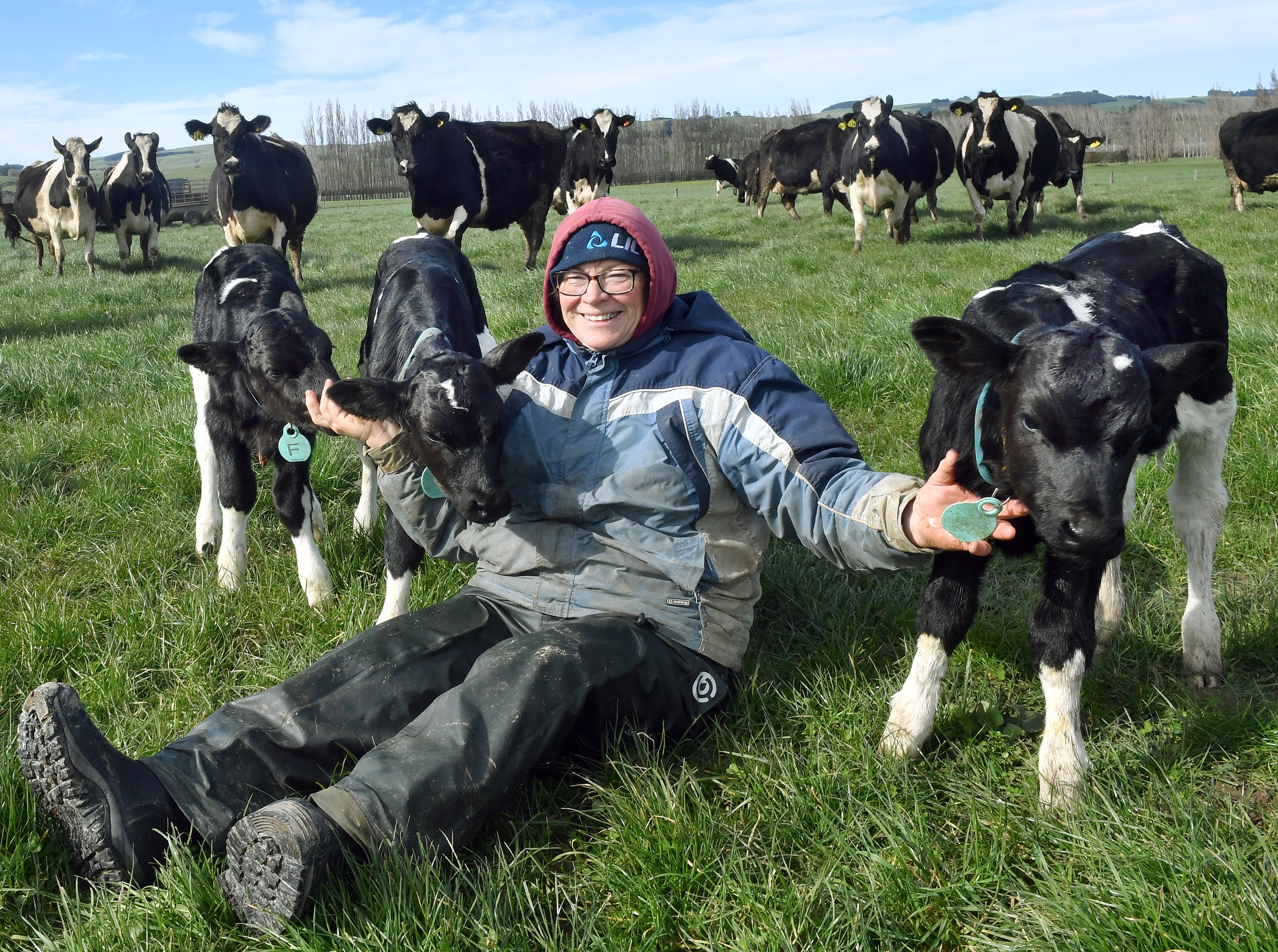 Southland farmer Josephine Dodds with three extremely rare identical bulls. PHOTO: STEPHEN JAQUIERY