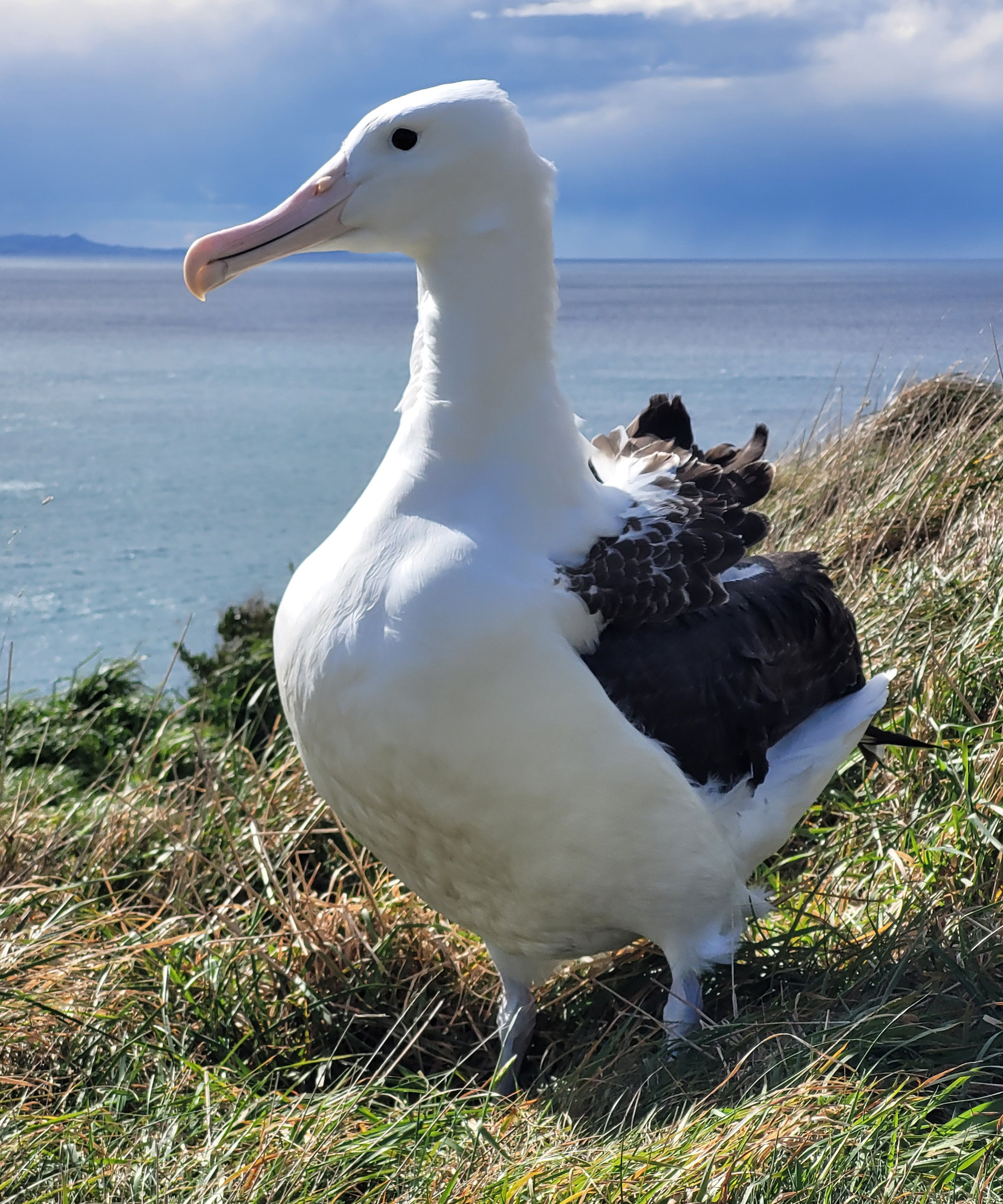 The albatross chick moments before its first successful flight yesterday. Department of...