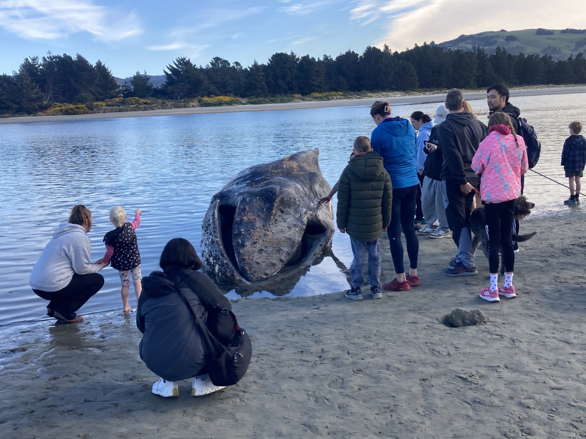 The whale got into trouble about 10.30am yesterday and had drifted into an estuary this morning....