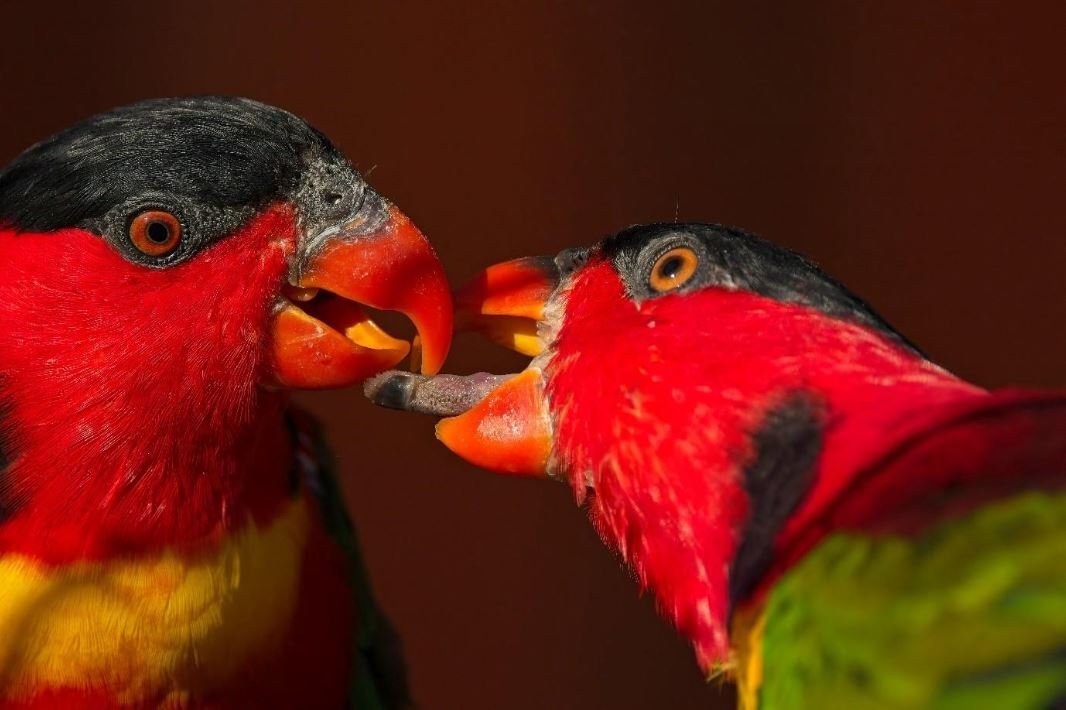 Yellow-bibbed lorikeets are ready for spring at the Dunedin Botanic Garden aviary. PHOTO: SUPPLIED