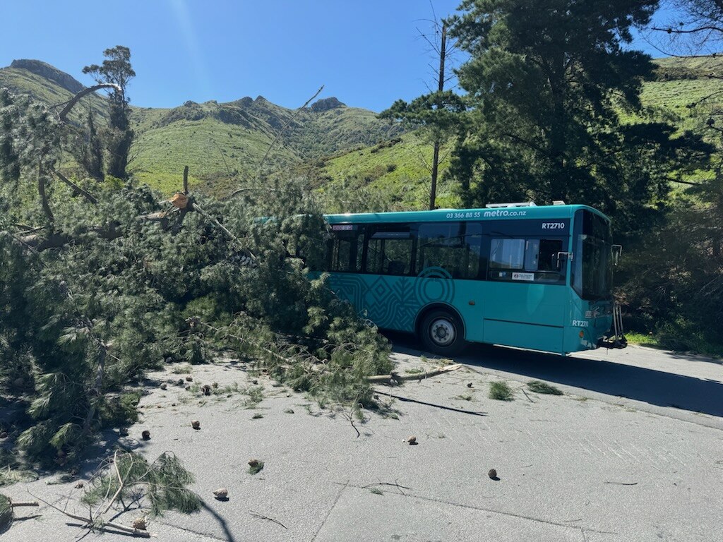 The bus was waiting for the school pick up at the Rapaki bus stop when the tree fell on top of it...