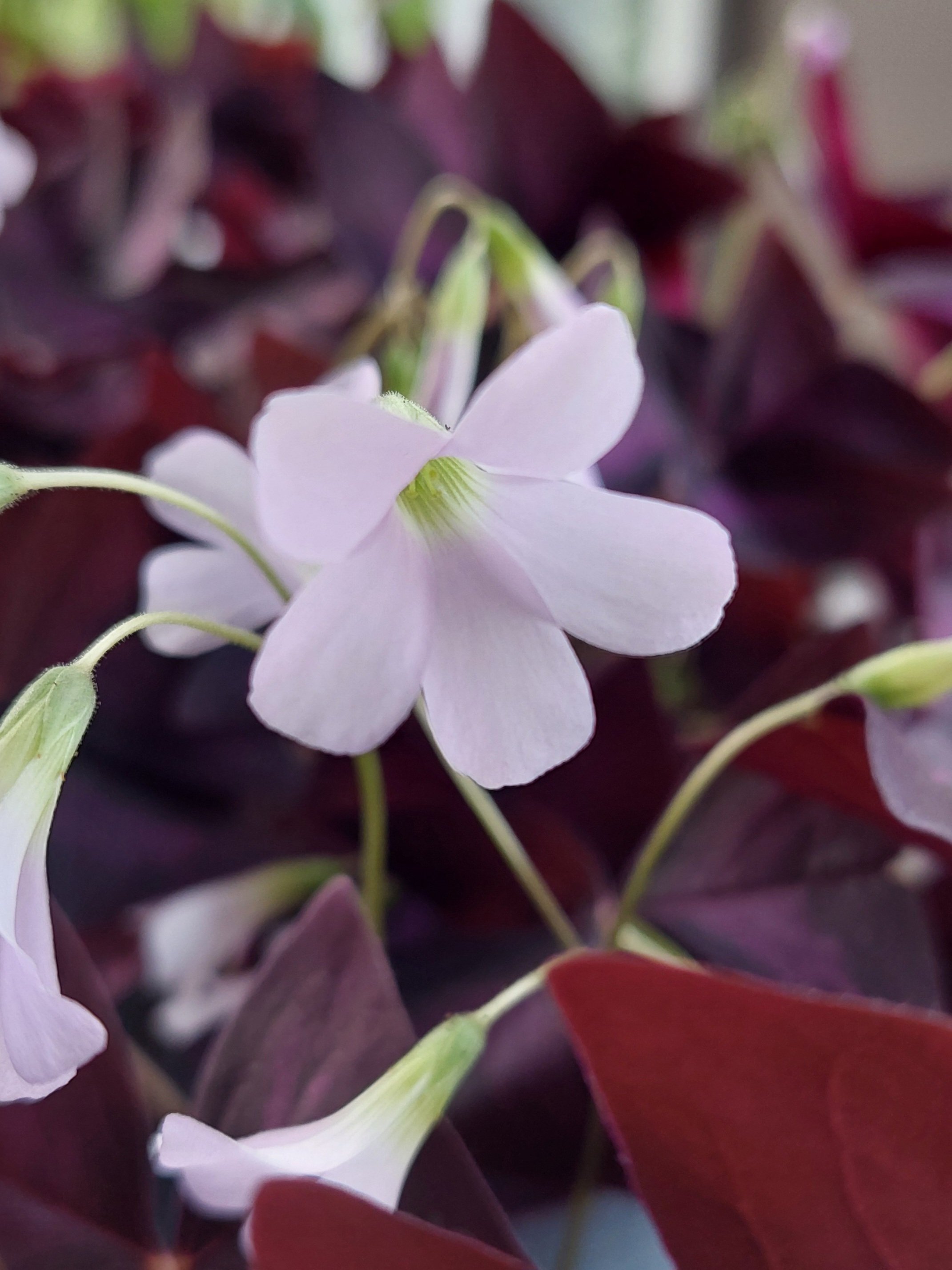 Oxalis Triangularis purple shamrock plant. PHOTO: ALISHA SHERRIFF