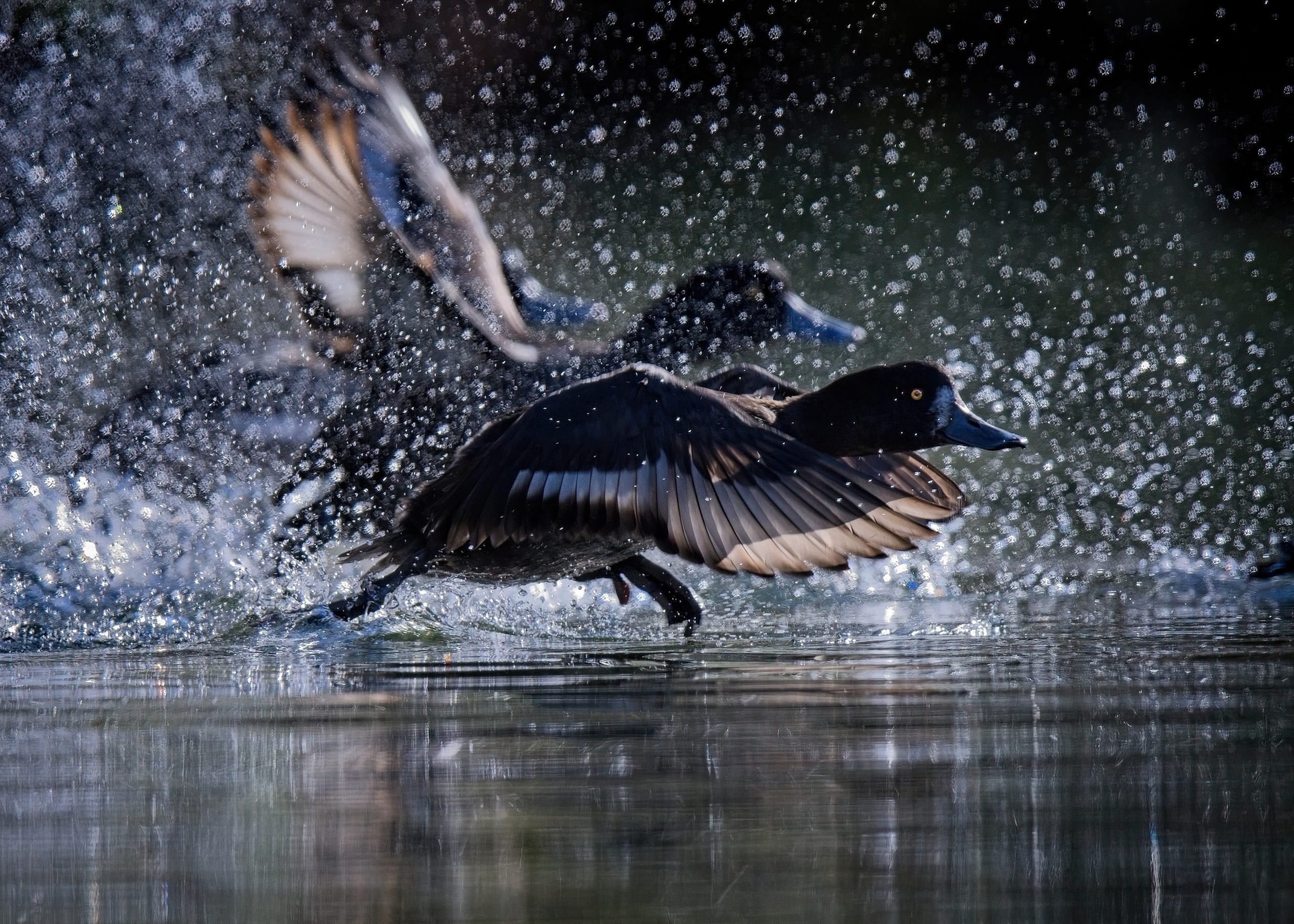 New Zealand scaup. PHOTO: MARTIN BARWOOD