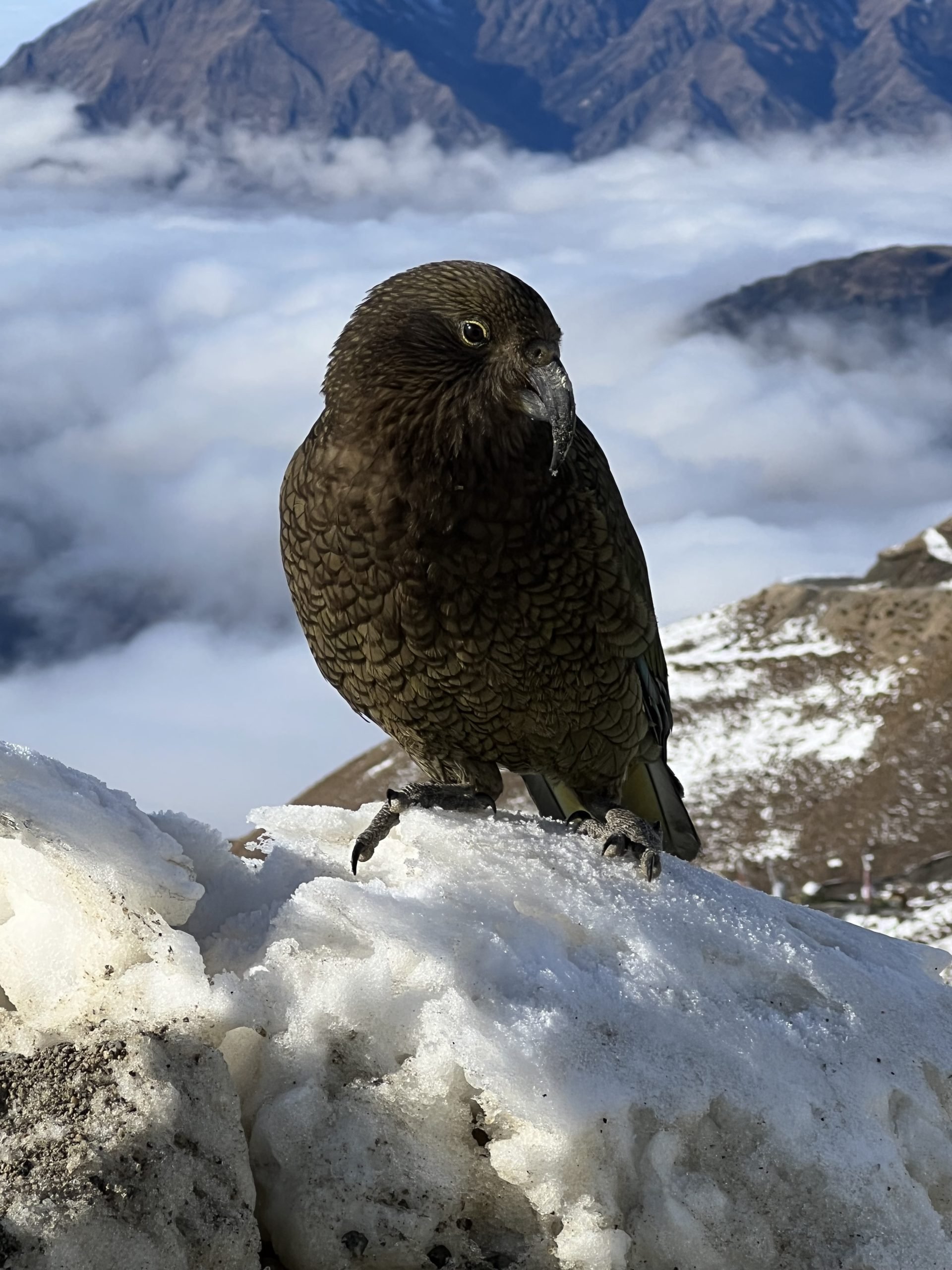 Kea. PHOTO: KOBE EVANS-KENT