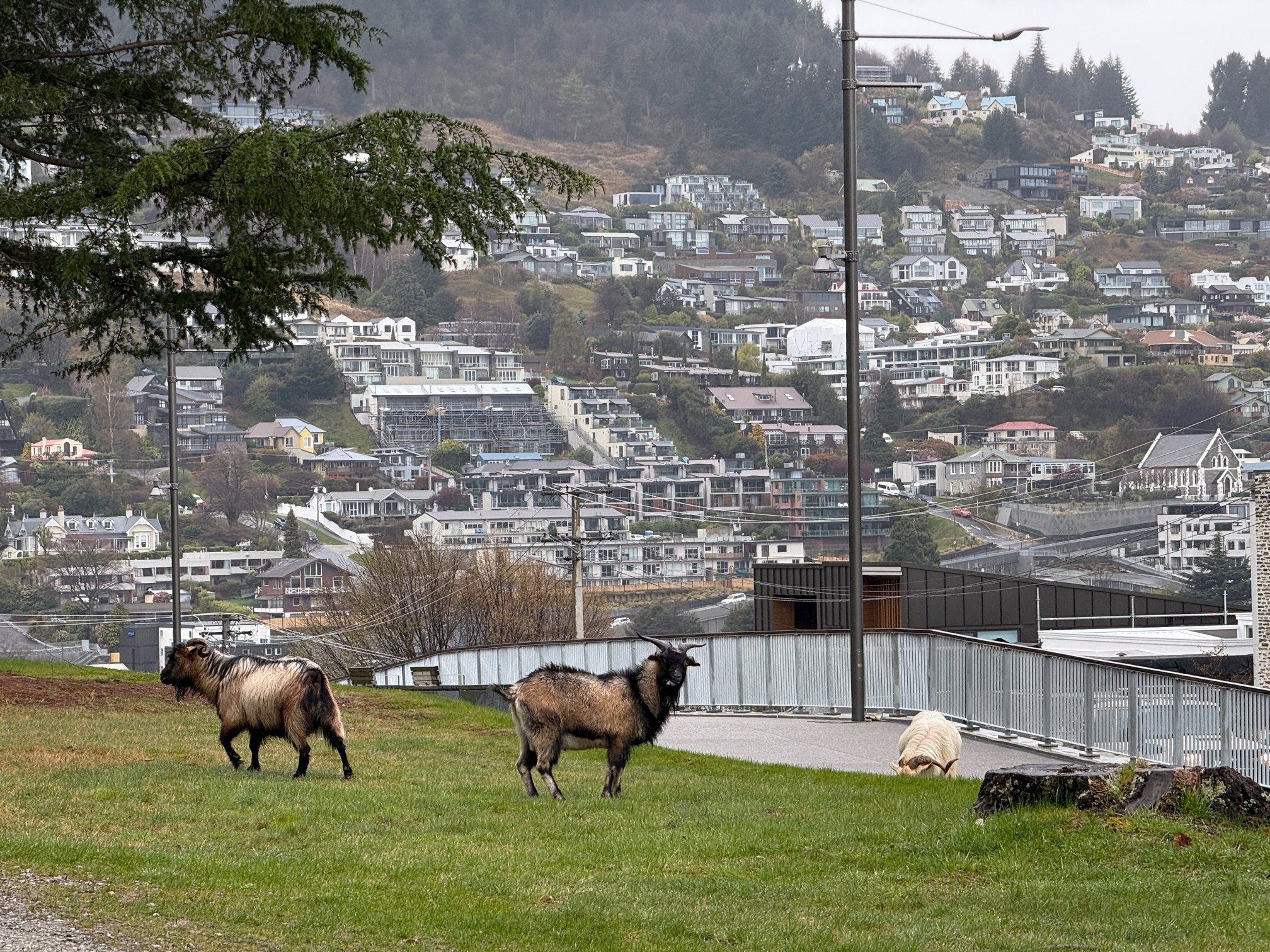 Feral goats taking over habitat just above the Queenstown CBD. PHOTO: JAMES ALLAN PHOTOGRAPHY
