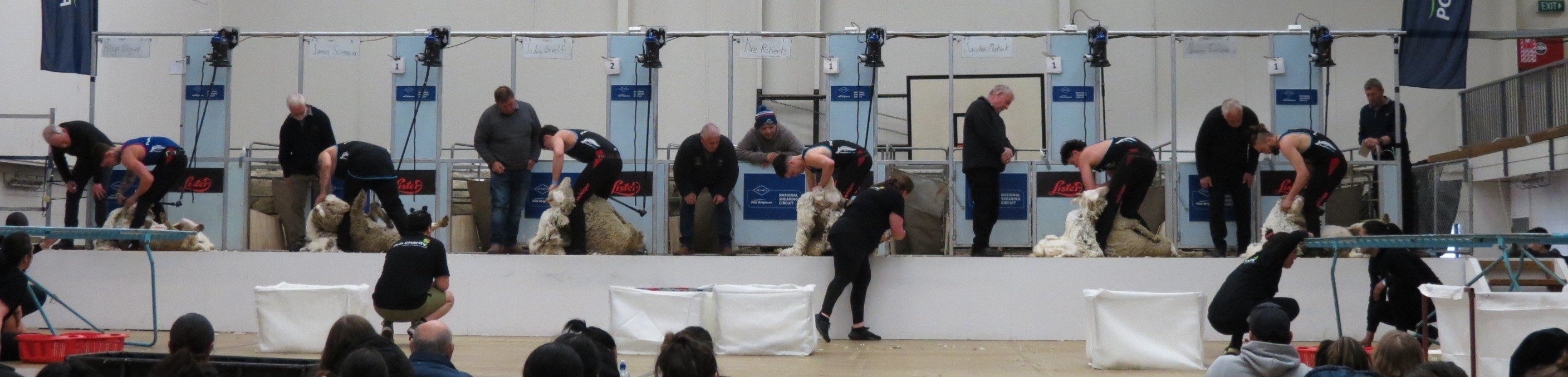 Shearers compete in the first round of heats in the senior machine shearing category at the...