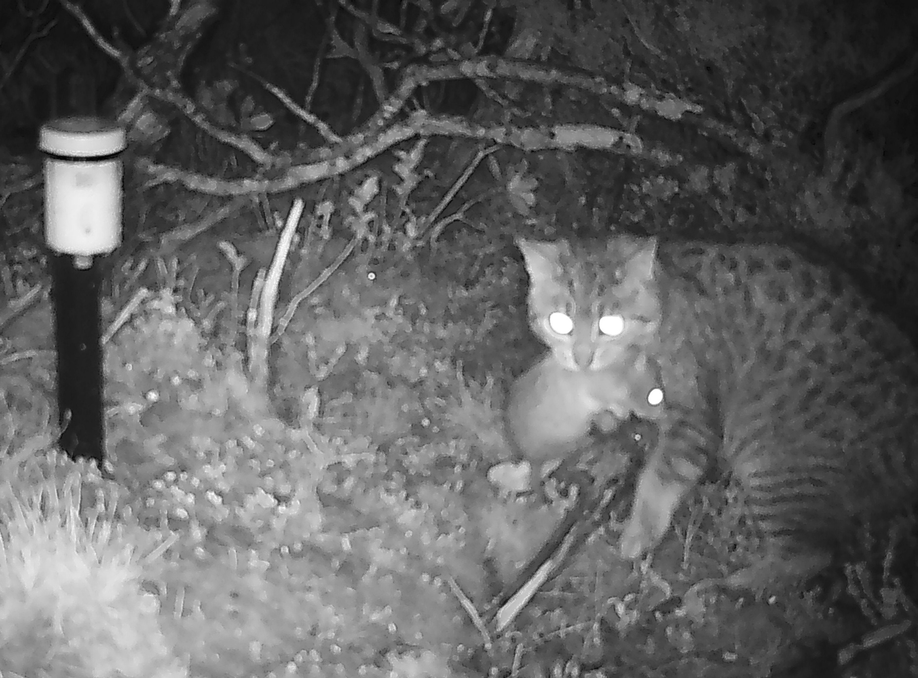 A feral cat that has caught a rat is seen on a trail camera. Photo: supplied