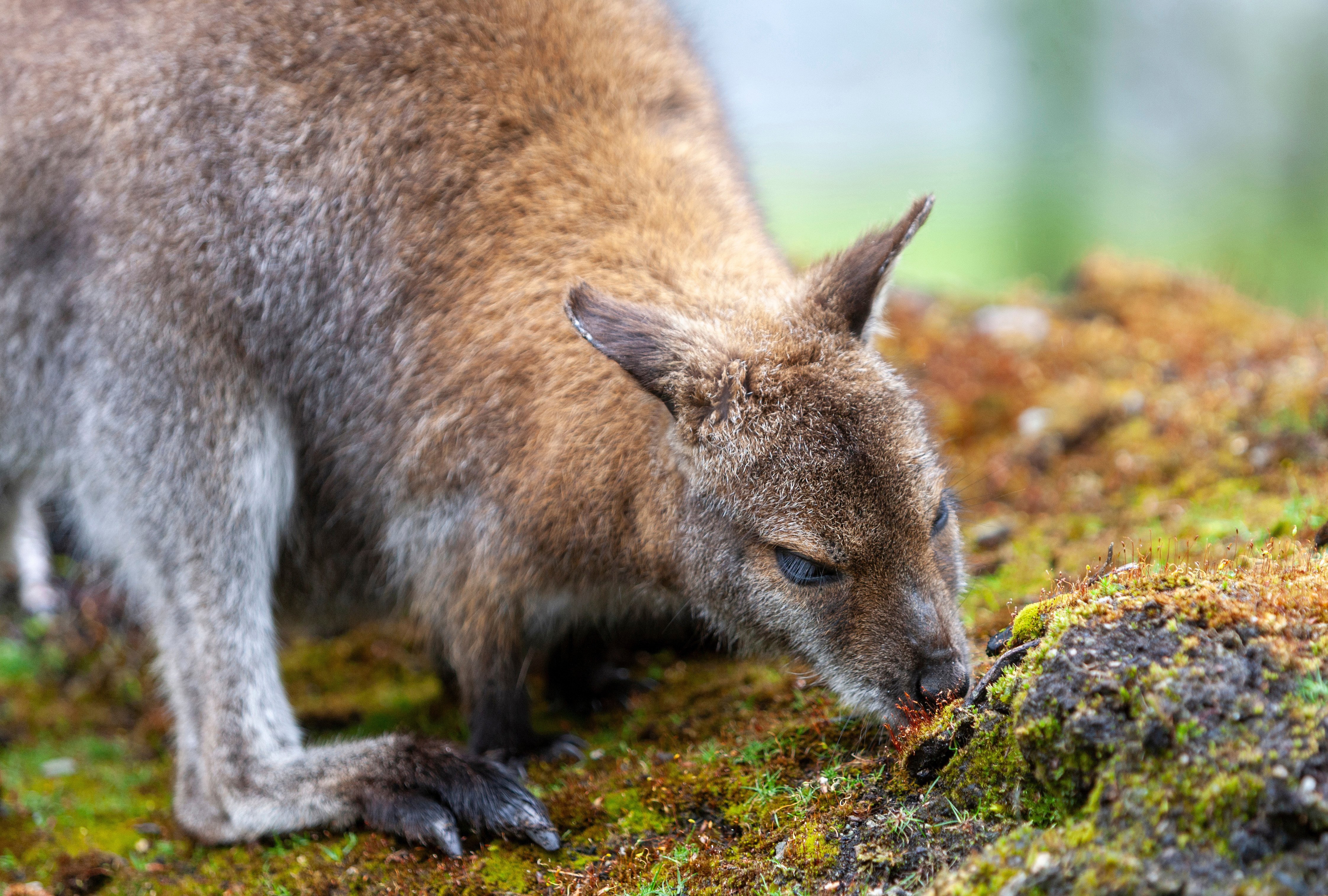 A Bennets wallaby grazes the forest floor. PHOTO: OTAGO REGIONAL COUNCIL