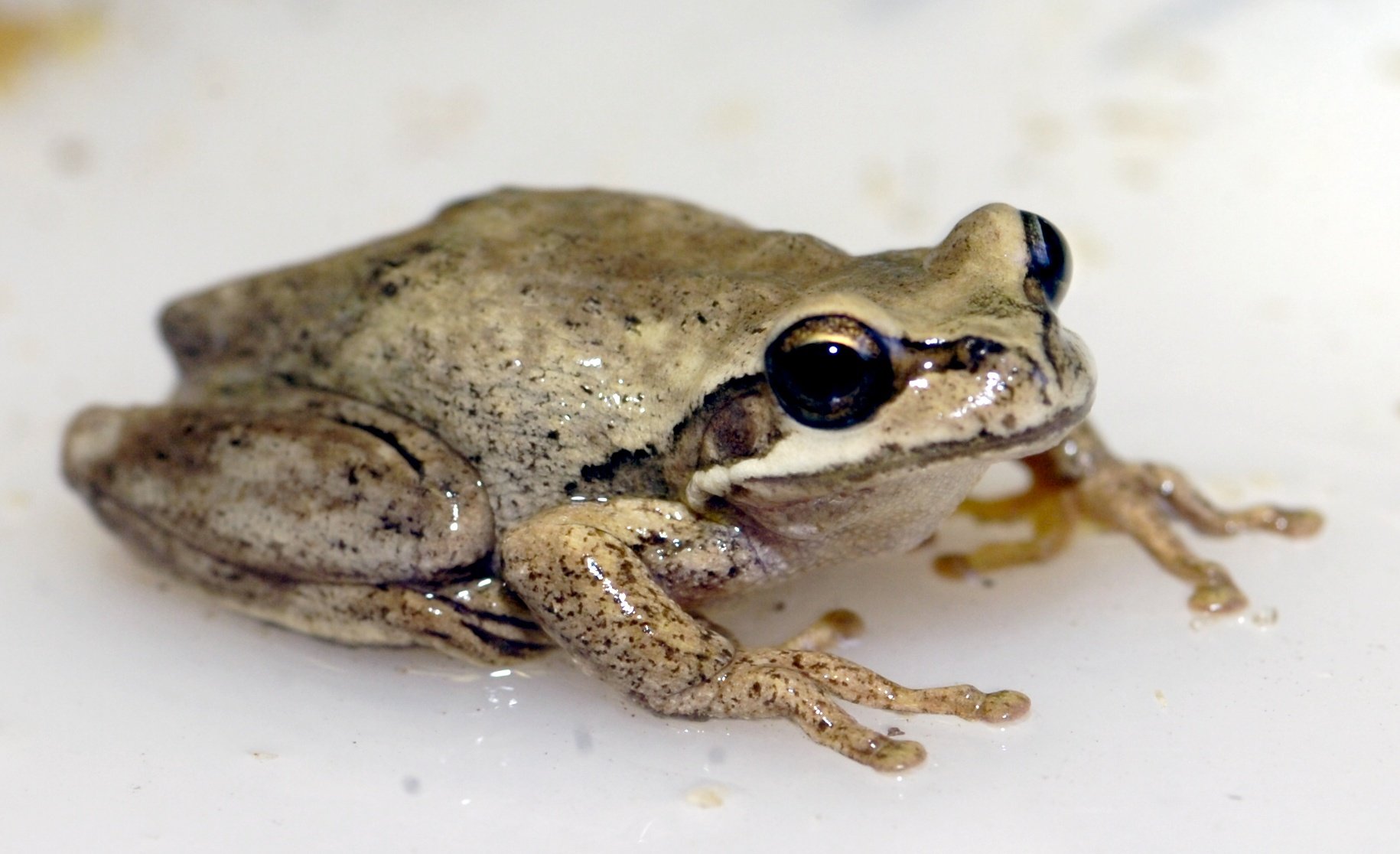 Ensure your garden includes plenty of food sources for birds, insects, reptiles and amphibians...