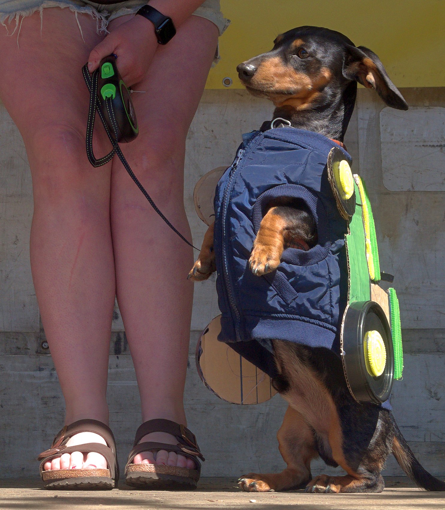 “Tractor Snag” Dash, from Mosgiel, won the Best Dressed Dog title.