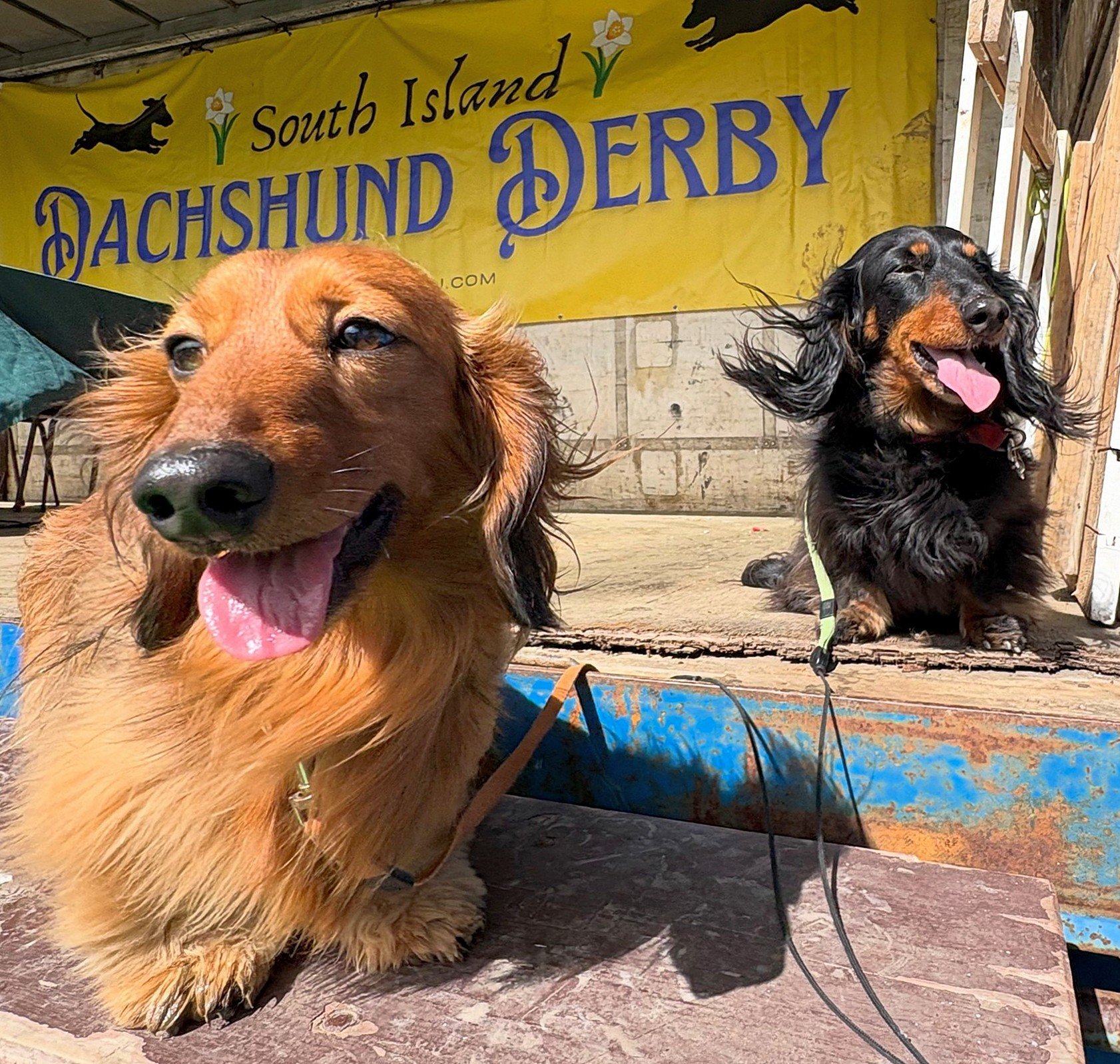 Miss Klyde (left) and Bonnie, owned by Kristine Allan of Dunedin, lap up applause on stage at the...