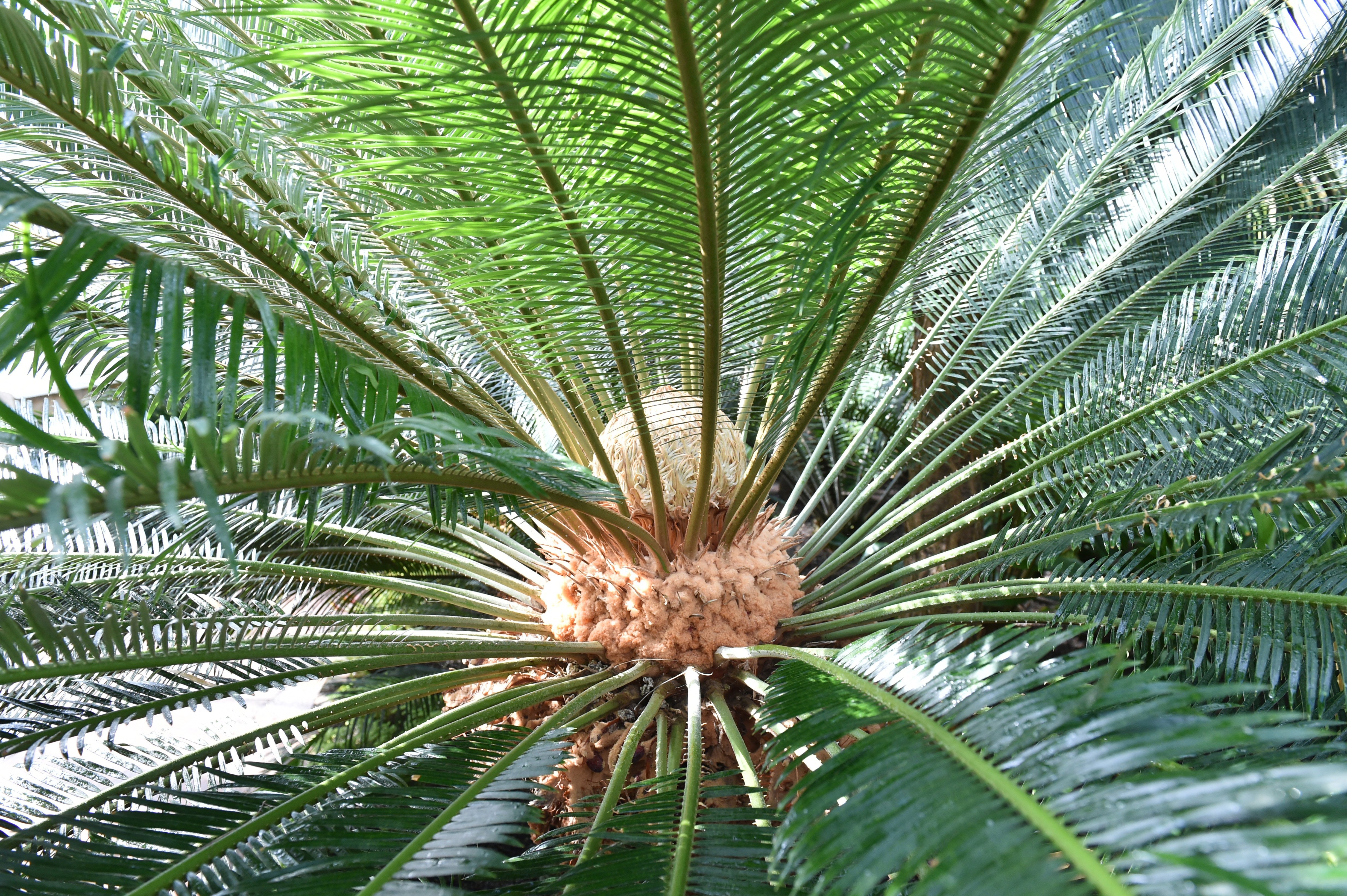 Cycads have survived and adapted through millions of years. PHOTOS: GREGOR RICHARDSON