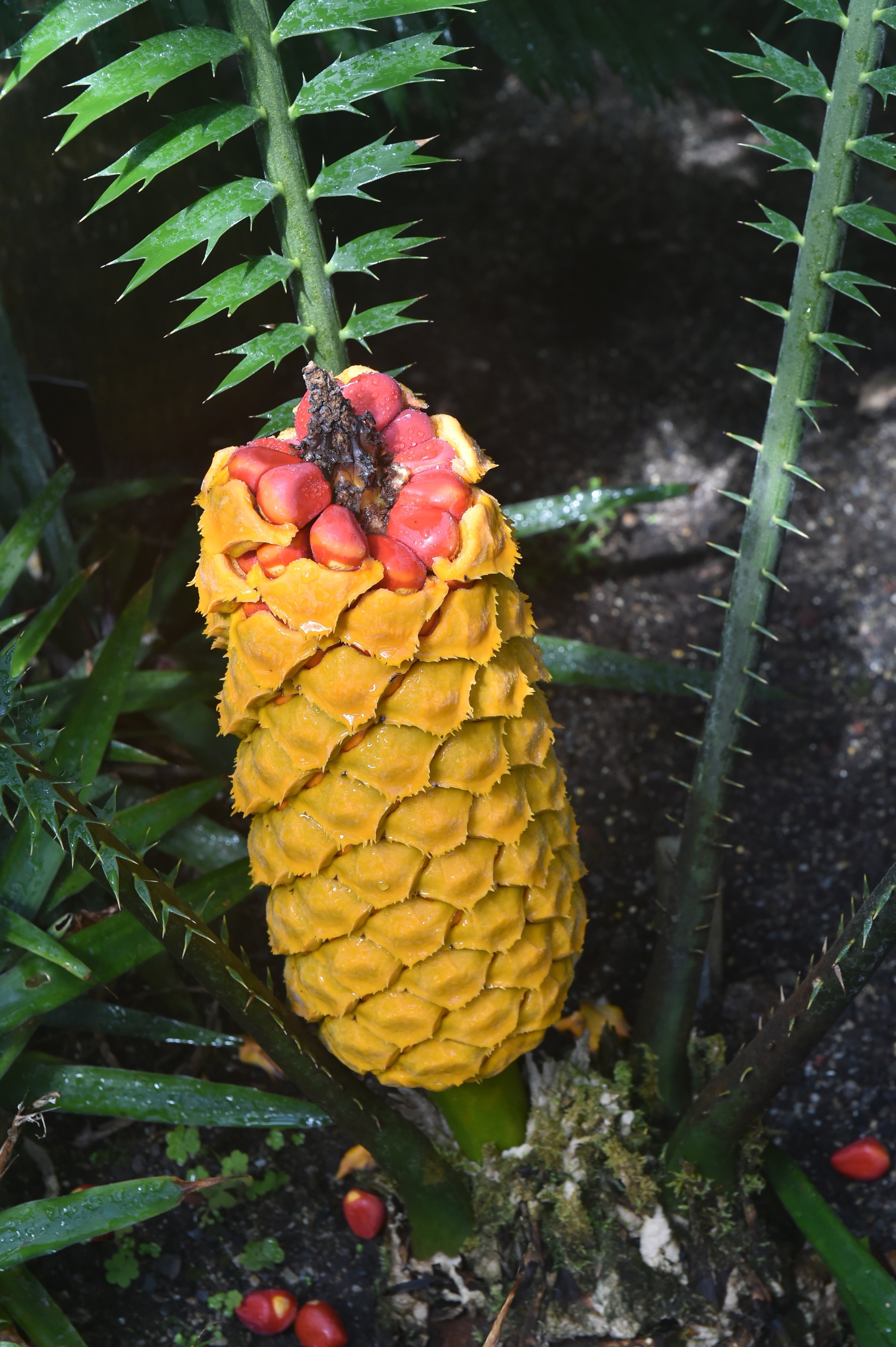 Cycads can be found in the winter garden at Dunedin Botanic Garden.