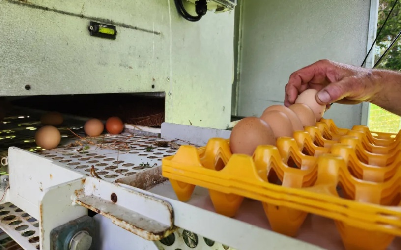 New Zealand has about 1.6 million commercial hens. Photo: RNZ